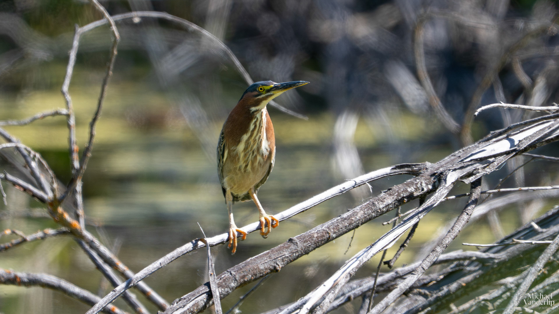 Green Heron along the Bear Creek Greenway near Talent, Oregon.