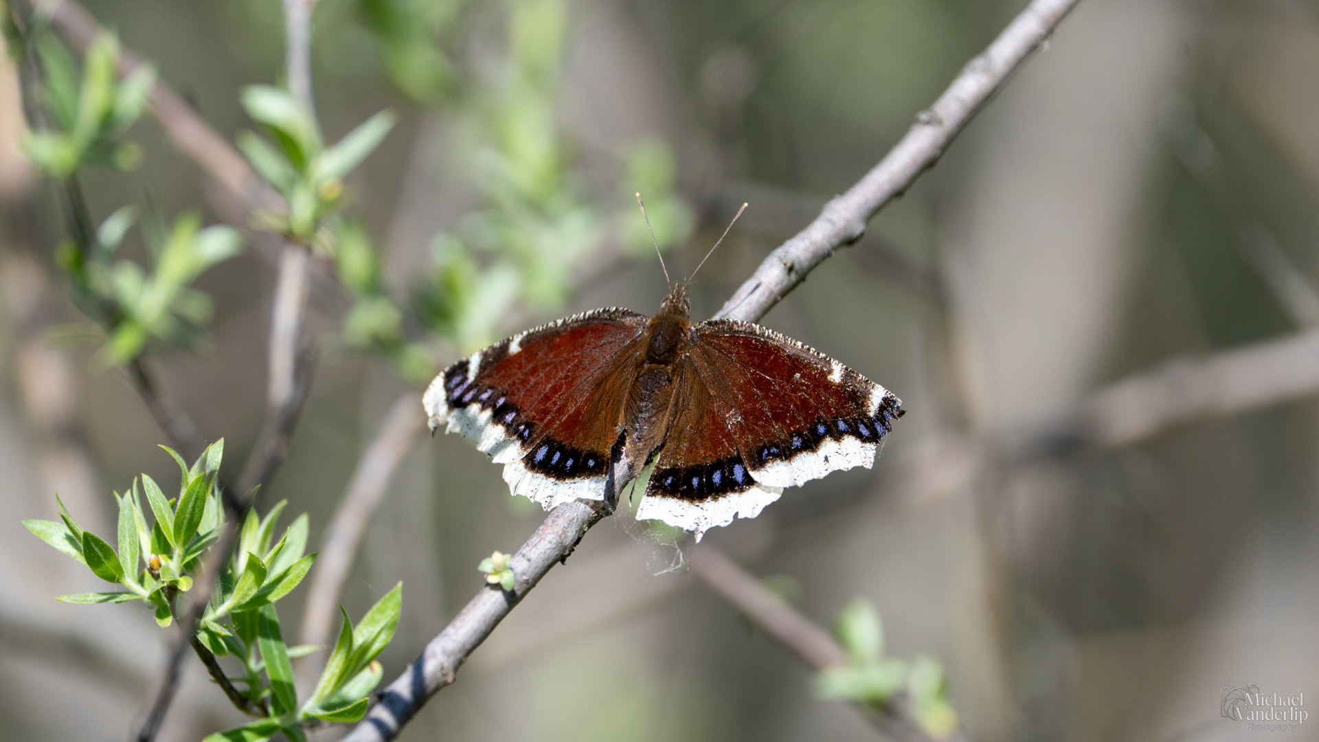 Mouring Cloak Butterfly along the Bear Creek Greenway near Talent, Oregon.