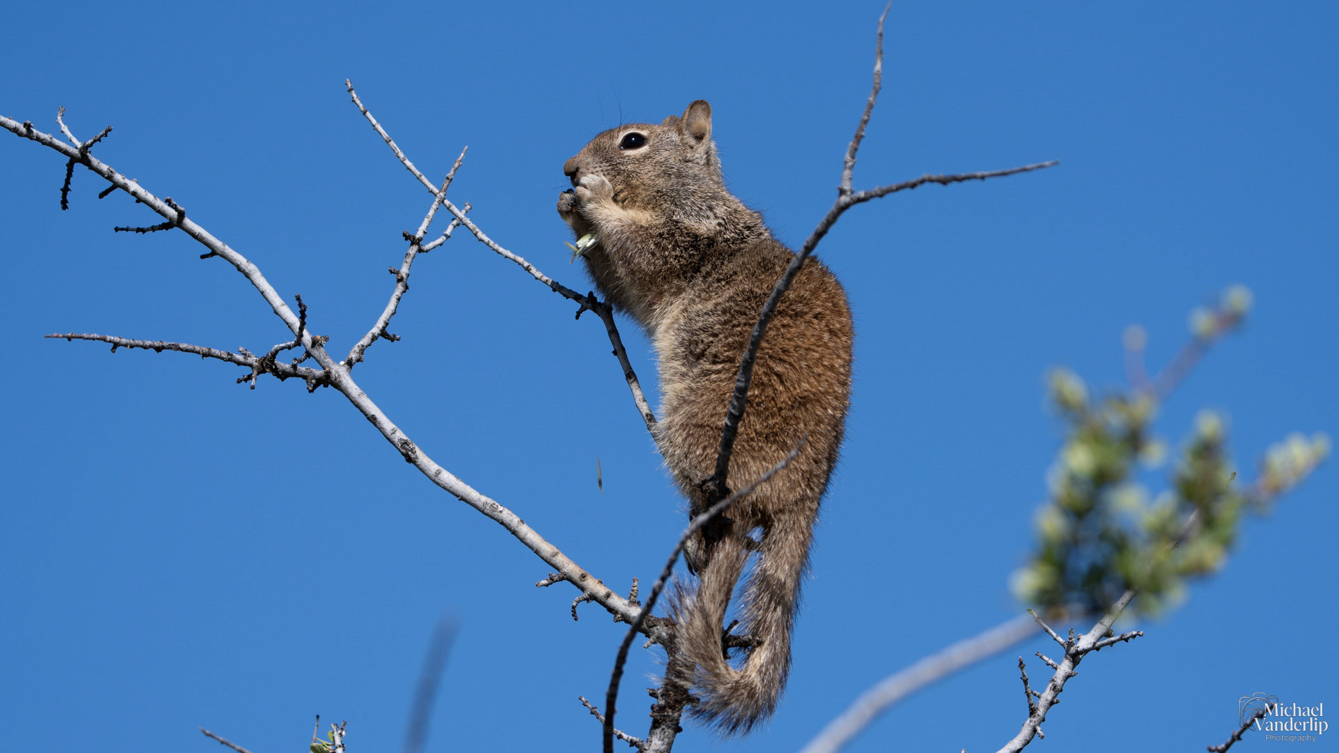 California Ground Squirrel in a tree on Lower Table Rock, Central Point, Oregon.