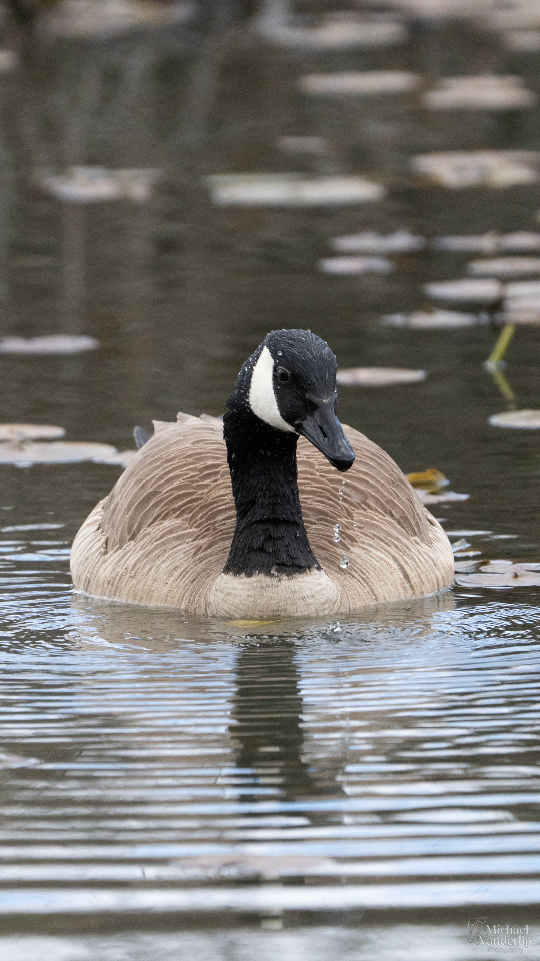 Canada Goose along the Bear Creek Greenway near Talent, Oregon.