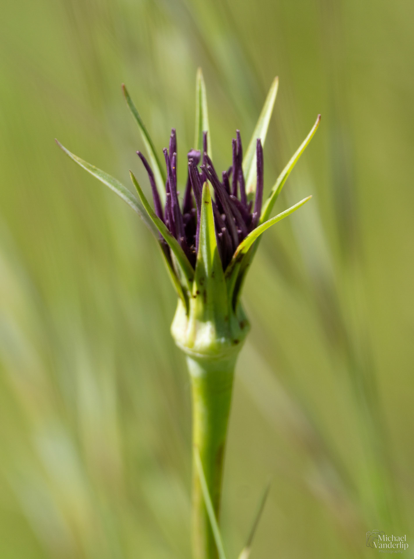 Purple Salsify along the Bear Creek Greenway near Talent, Oregon.