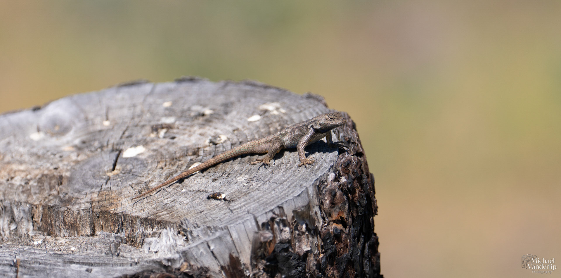 Western Fence Lizard along the Bear Creek Greenway near Talent, Oregon.