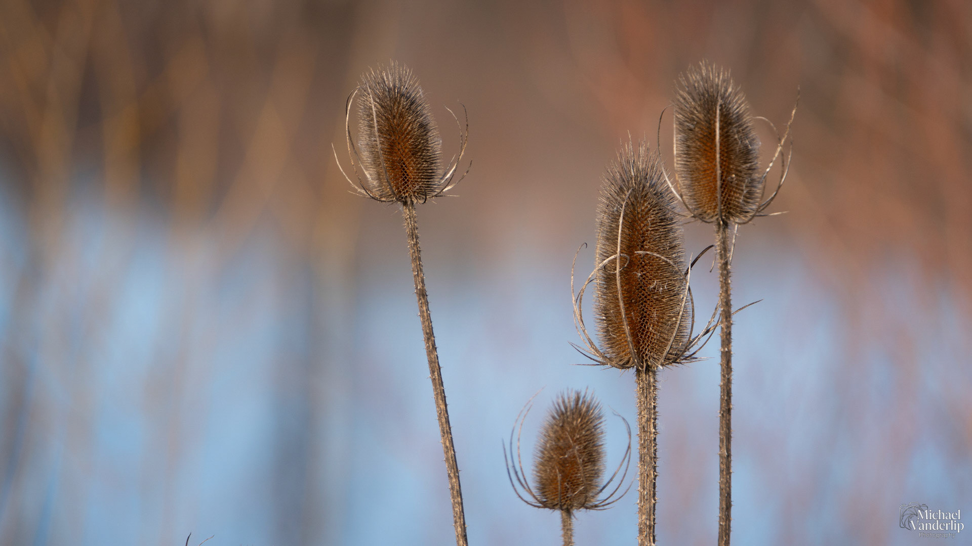 Teasel along the Bear Creek Greenway near Talent, Oregon.