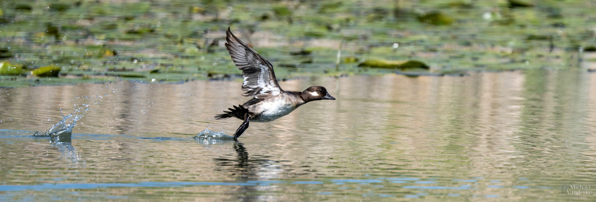 Bufflehead Duck along the Bear Creek Greenway near Talent, Oregon.