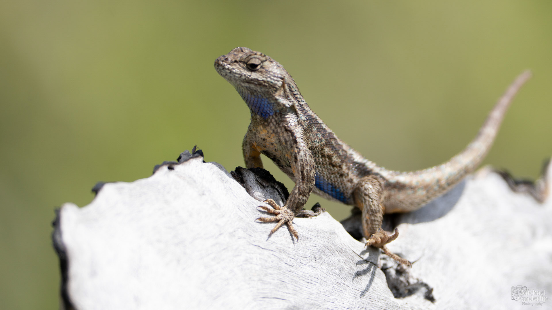 Western Fence Lizard along the Bear Creek Greenway near Talent, Oregon.