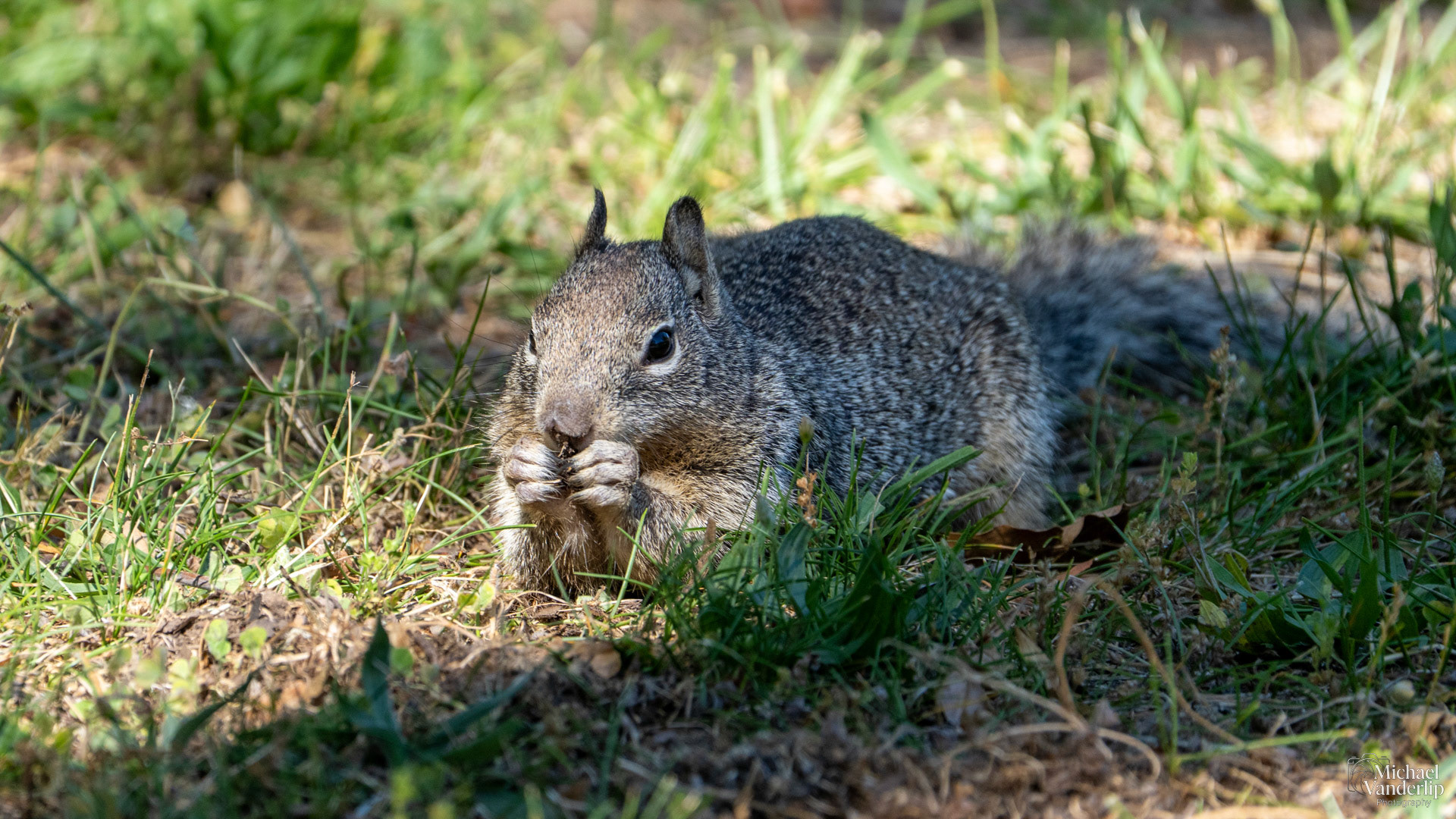 California Ground Squirrel along the Rouge River at Tou Velle Park, White City, Oregon.