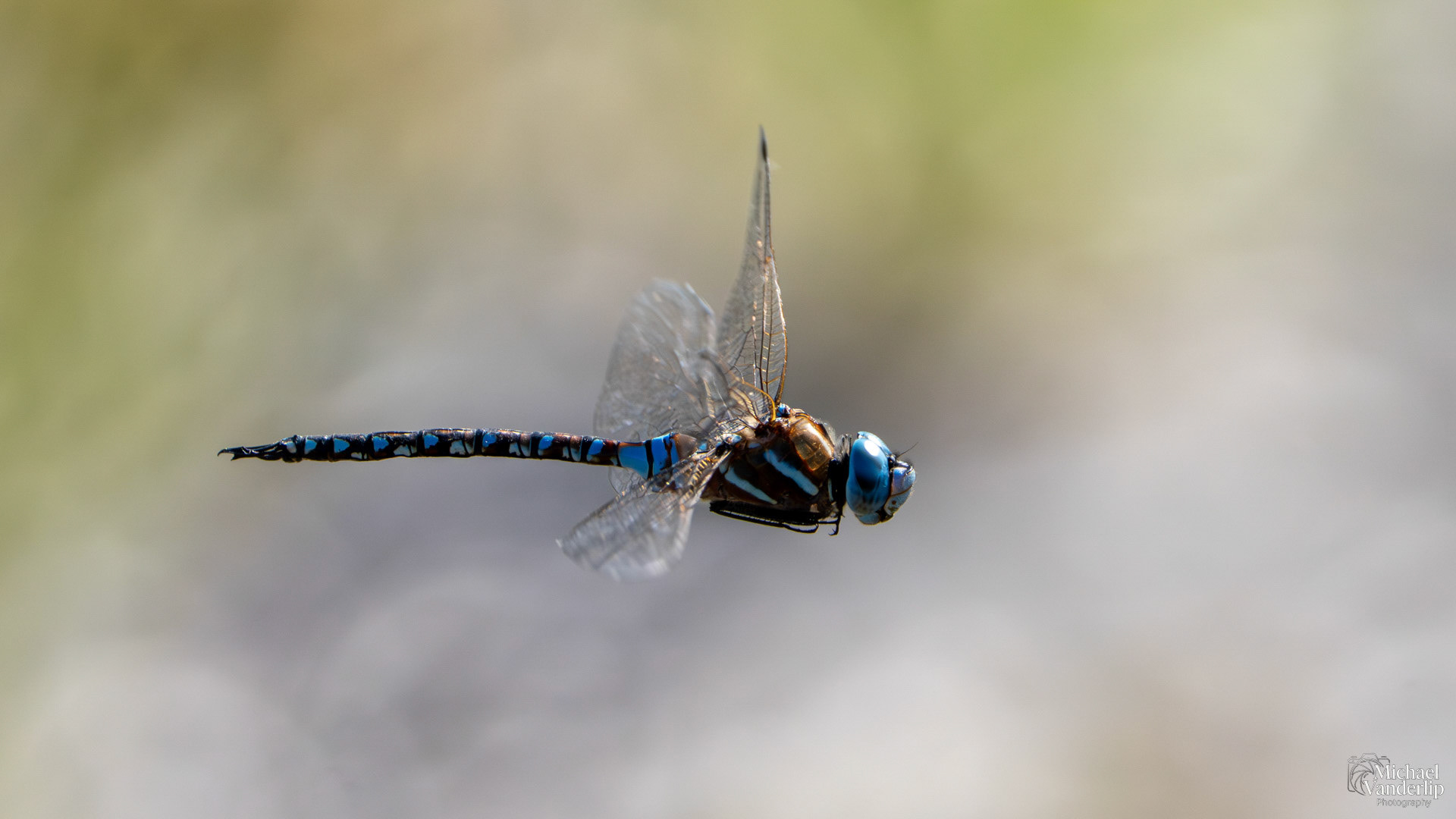 Blue-Eyed Darner Dragonfly along the Bear Creek Greenway near Talent, Oregon.