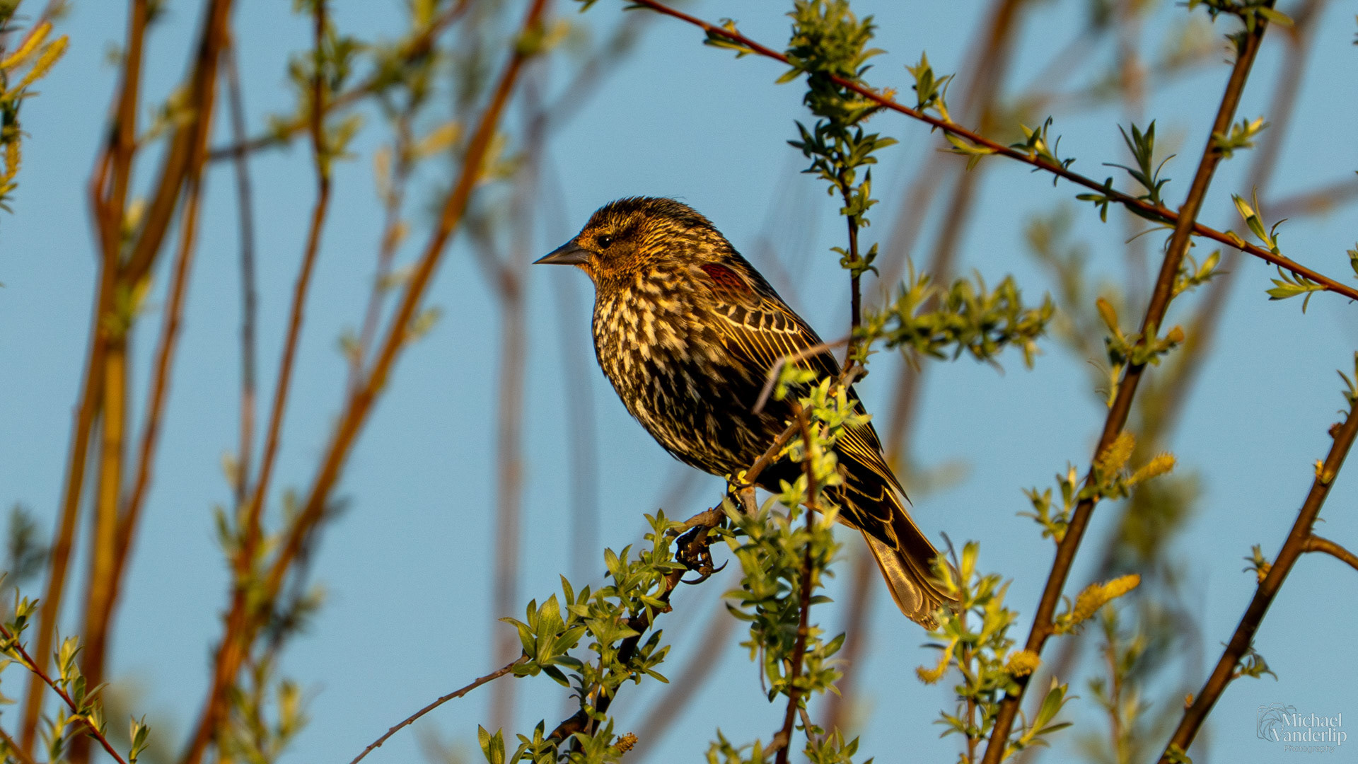 Song Sparrow along the Bear Creek Greenway near Talent, Oregon.