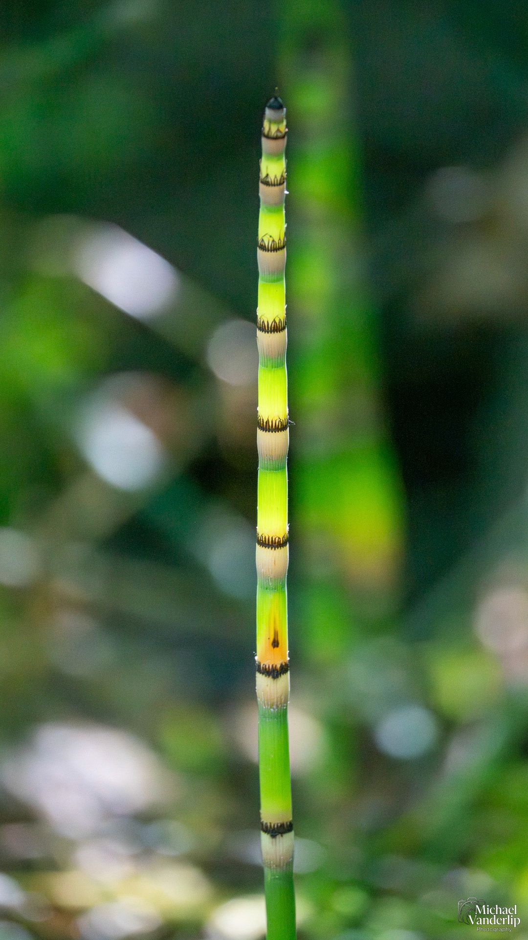 Rough Horsetail in Lithia Park, Ashland, Oregon.