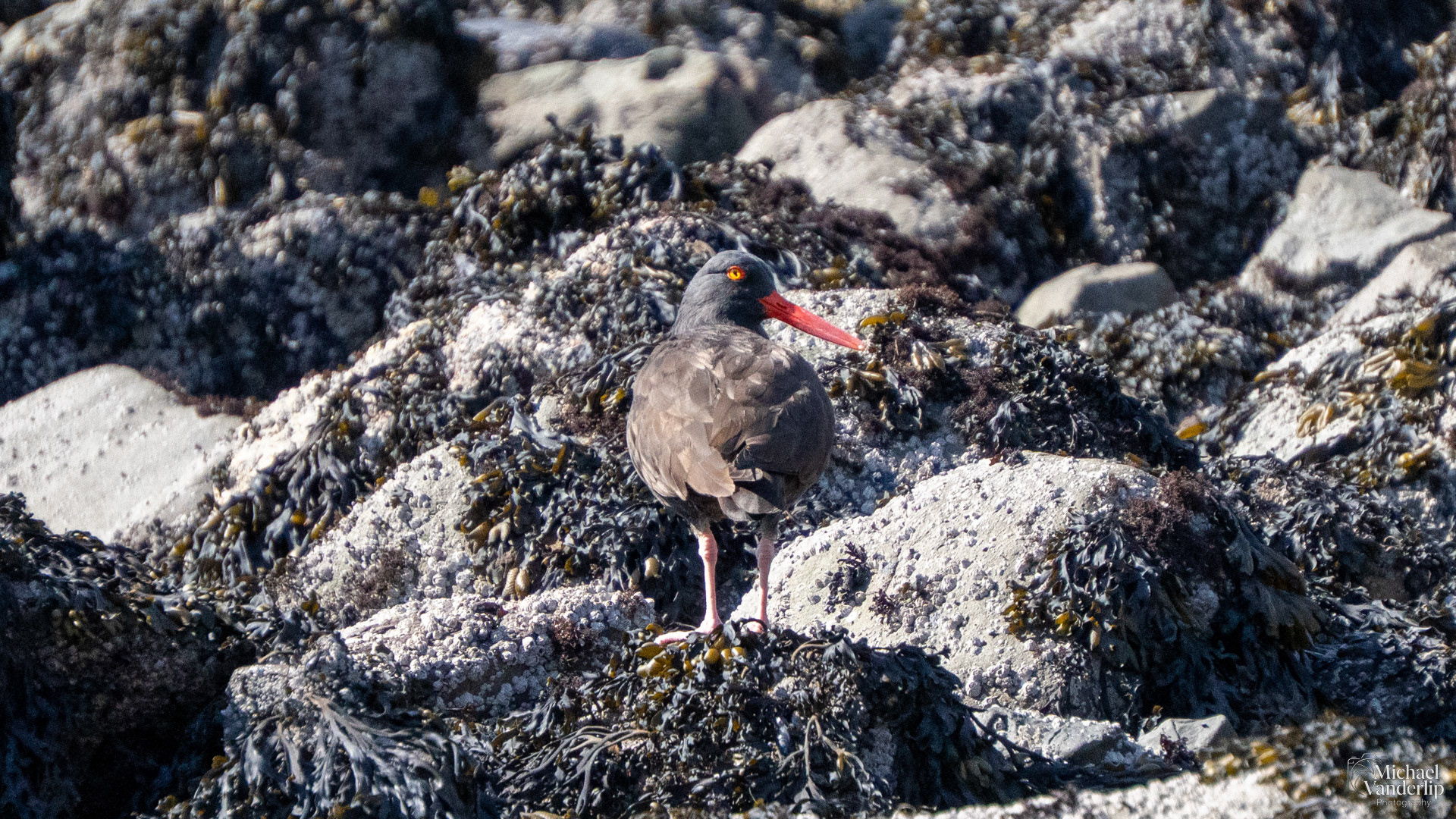 Black Oystercatcher on Harris Beach, Brookings, Oregon.
