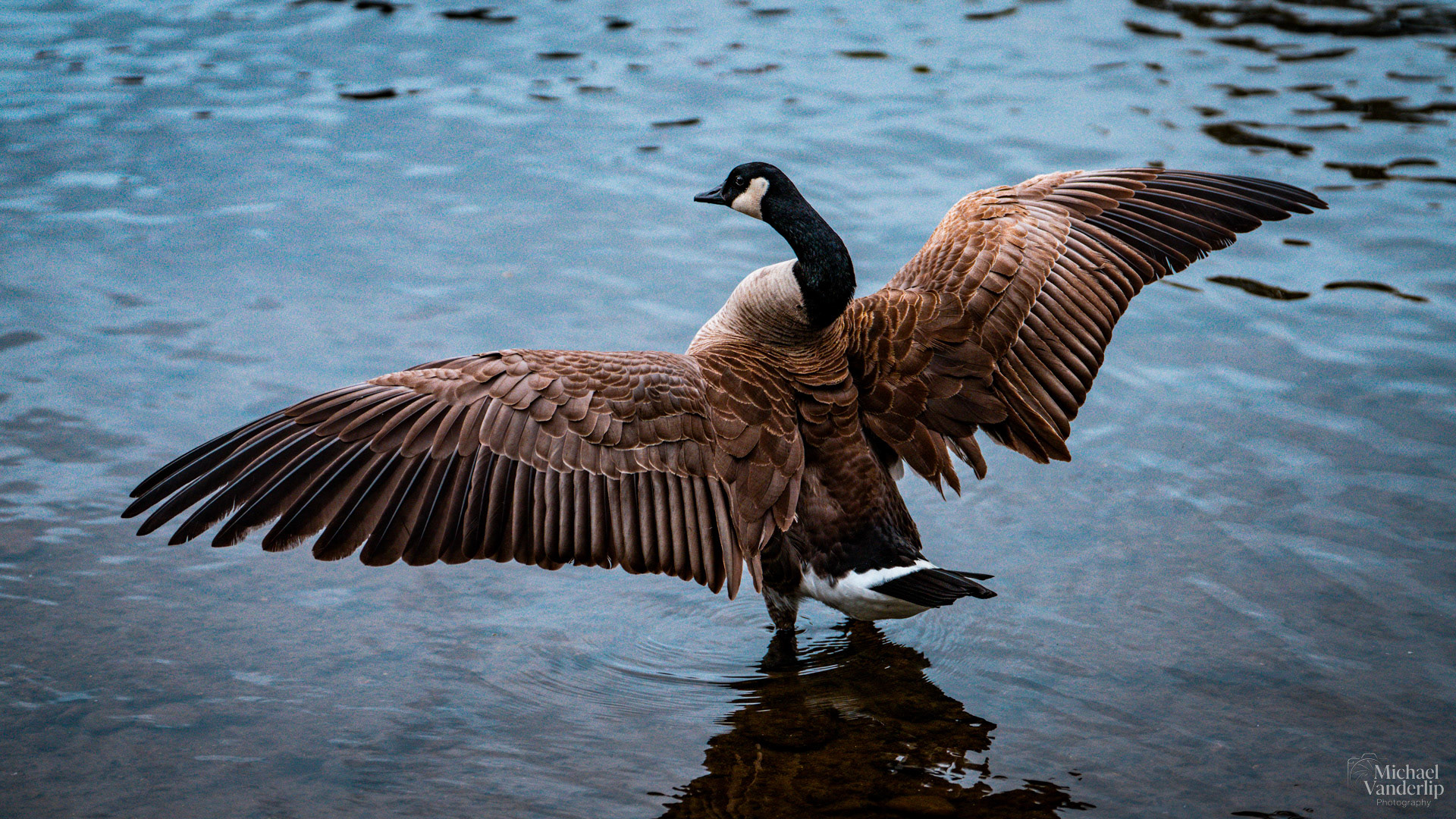 Canada Goose, Riverside Park, Grants Pass, Oregon.