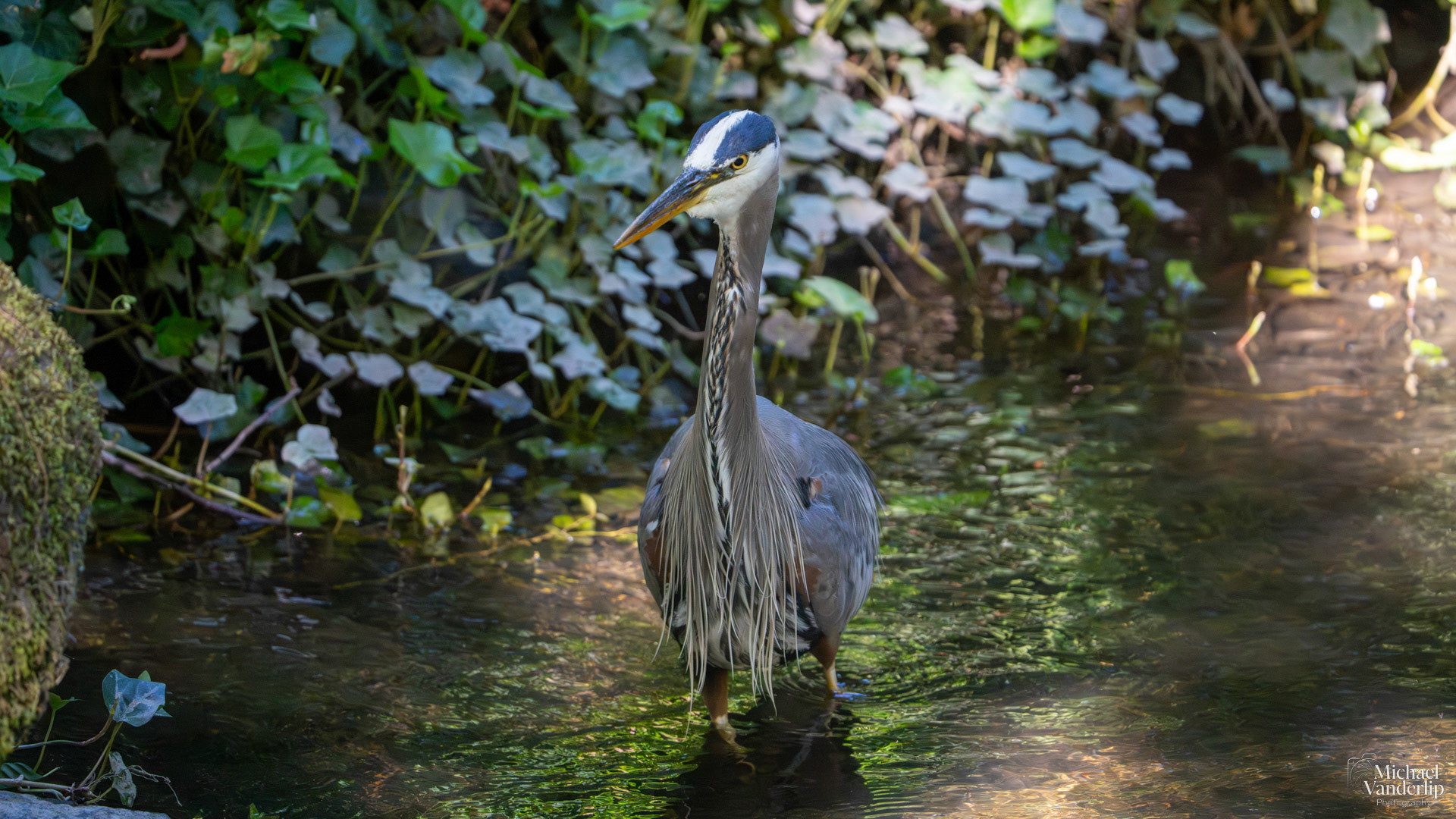 Great Blue Heron in Lithia Park, Ashland, Oregon.