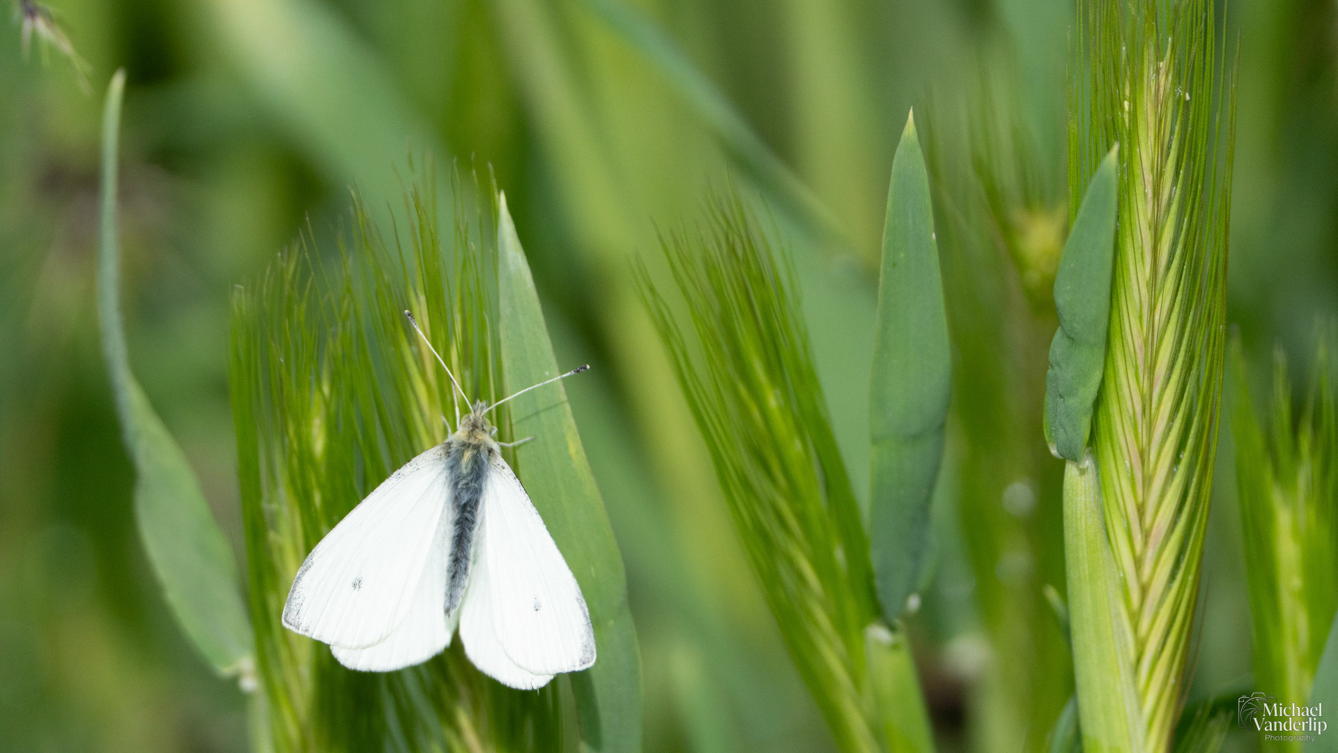 Cabbage White Butterfly along the Bear Creek Greenway near Talent, Oregon.