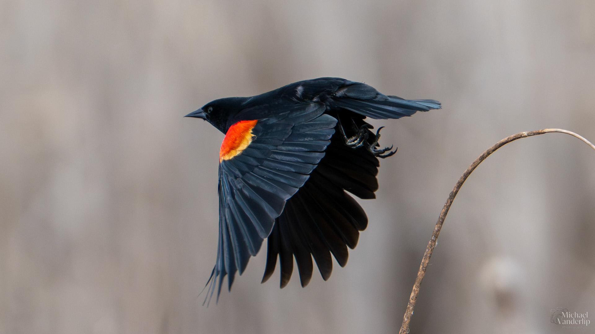 Red Winged Black Bird along the Bear Creek Greenway near Talent, Oregon.
