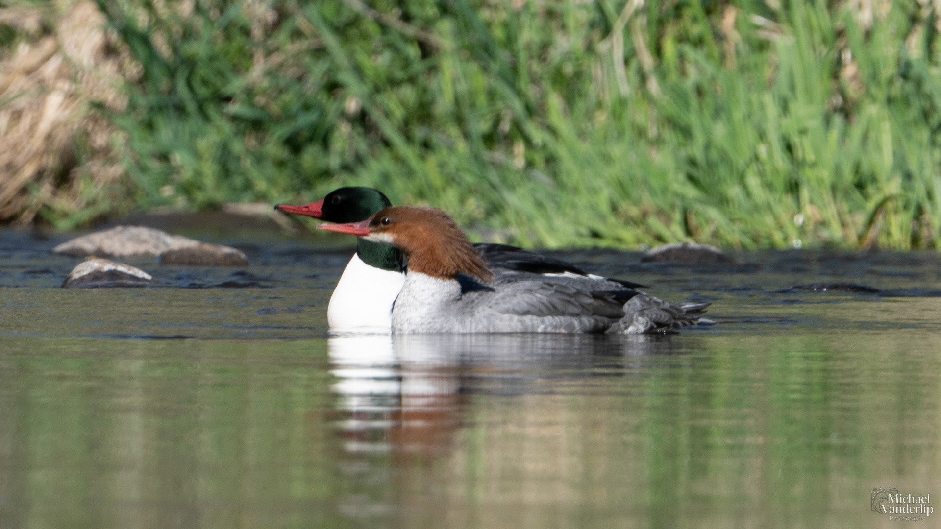 Common Mergansers in Bear Creek along the Bear Creek Greenway near Talent, Oregon.