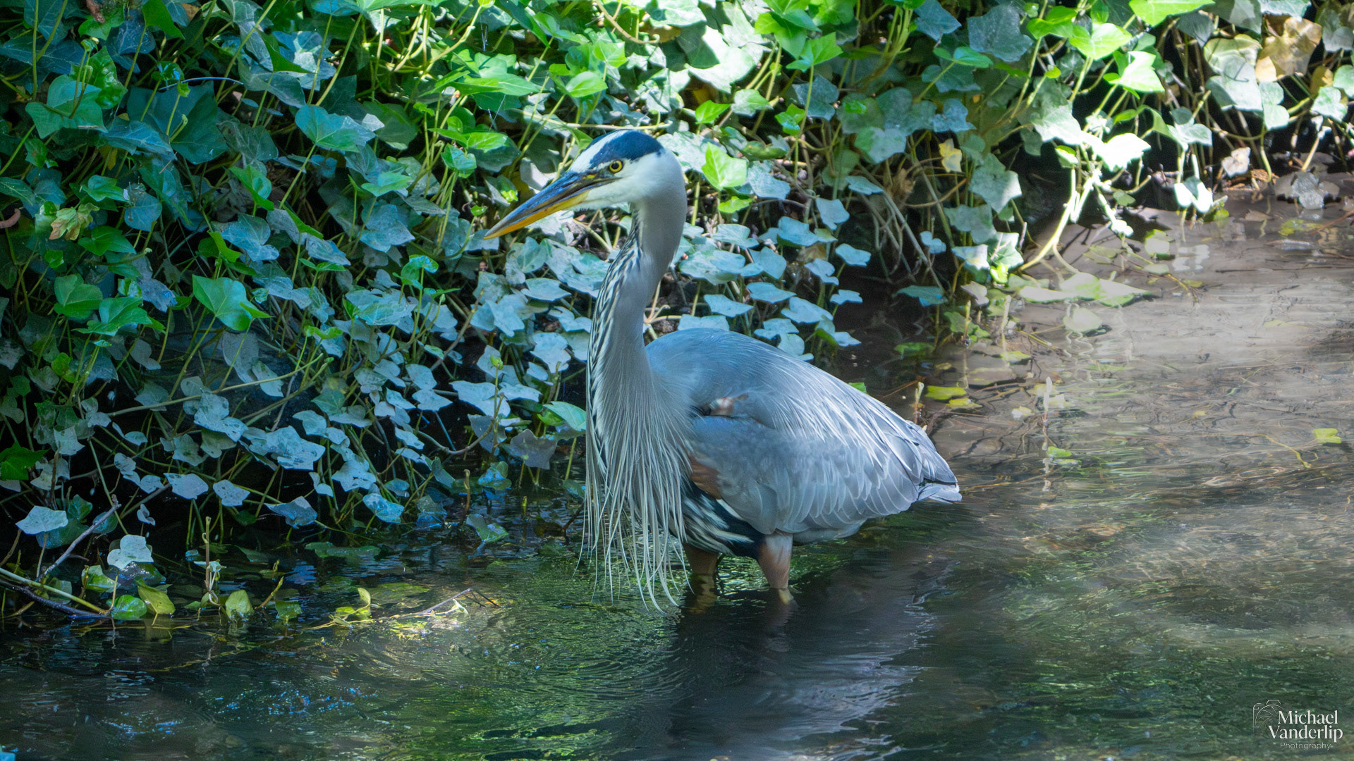 Great Blue Heron in Lithia Park, Ashland, Oregon.