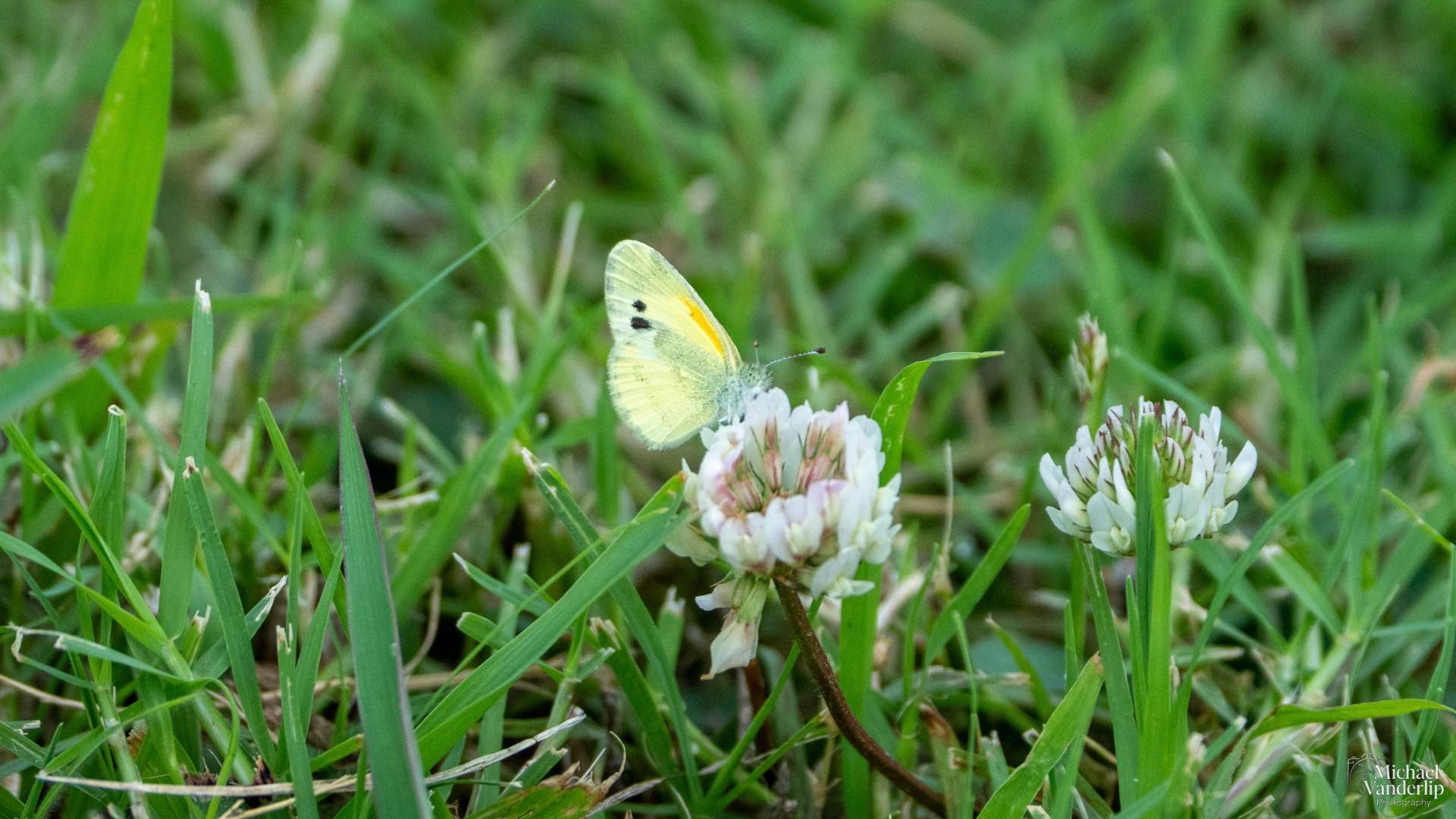 Dainty Sulphur in Broken Arrow, Oklahoma.