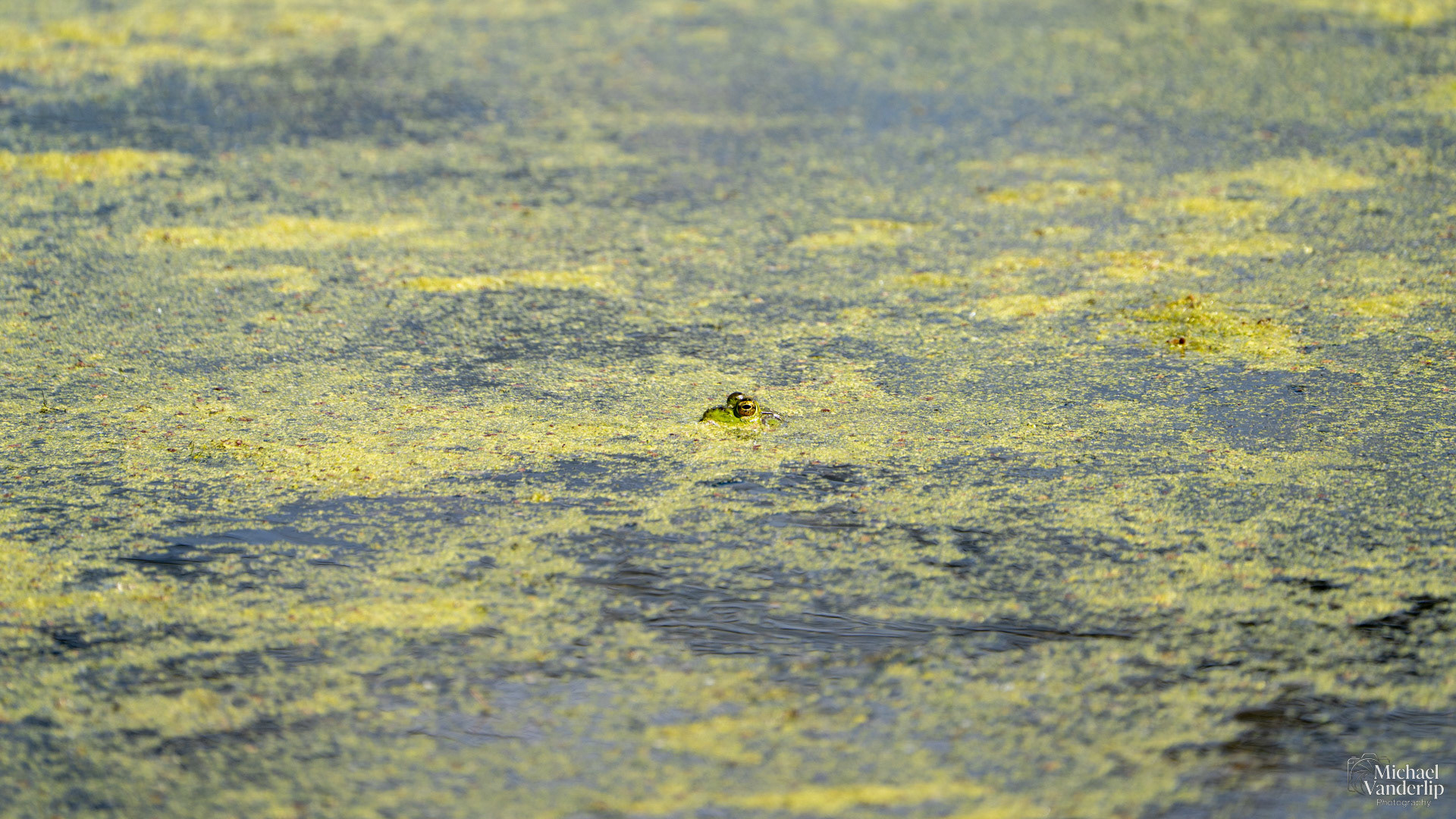 American Bullfrog along the Bear Creek Greenway near Talent, Oregon.