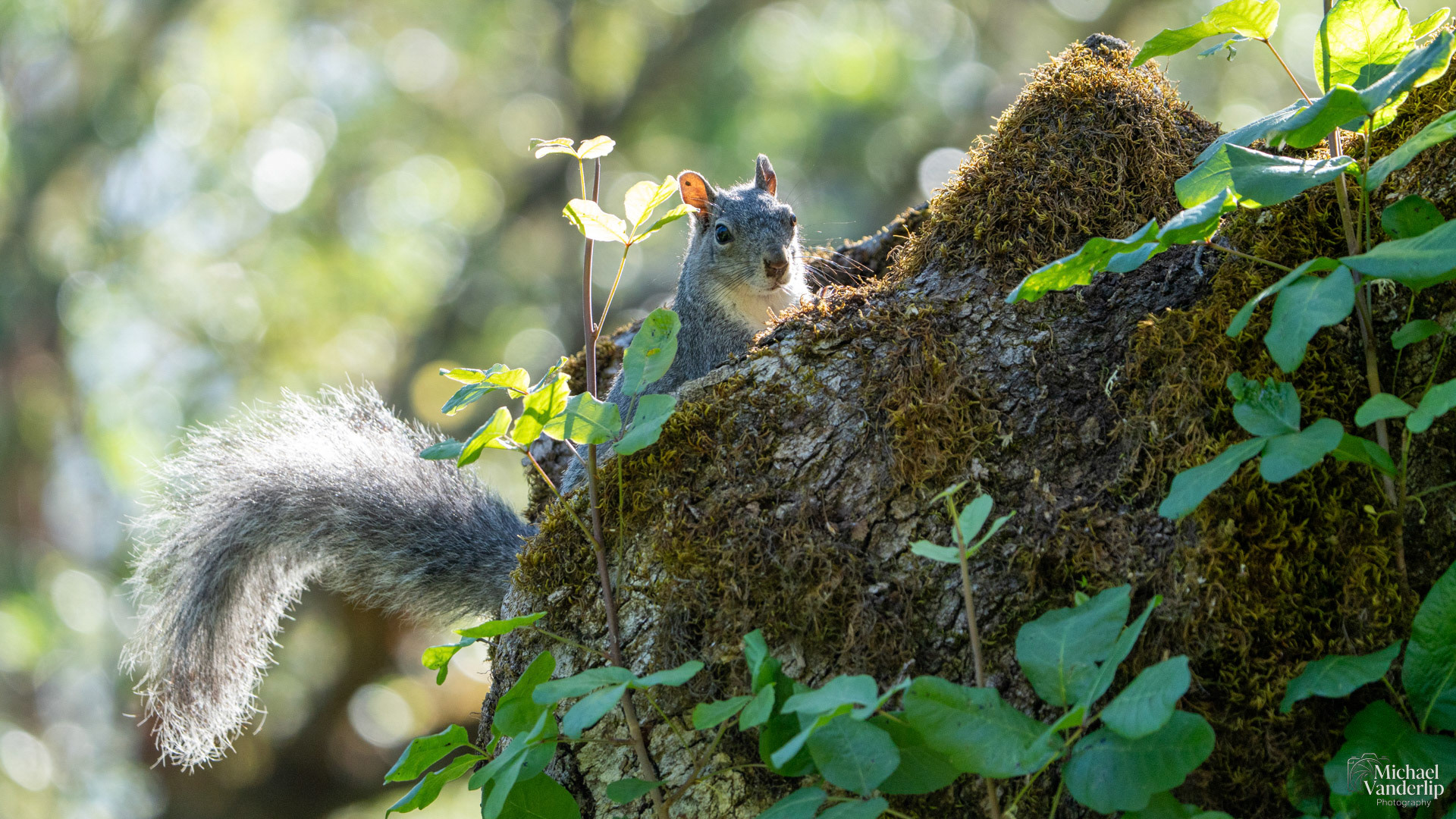 Western Gray Squirrel on the Lower Table Rock Trail, Central Point, Oregon.