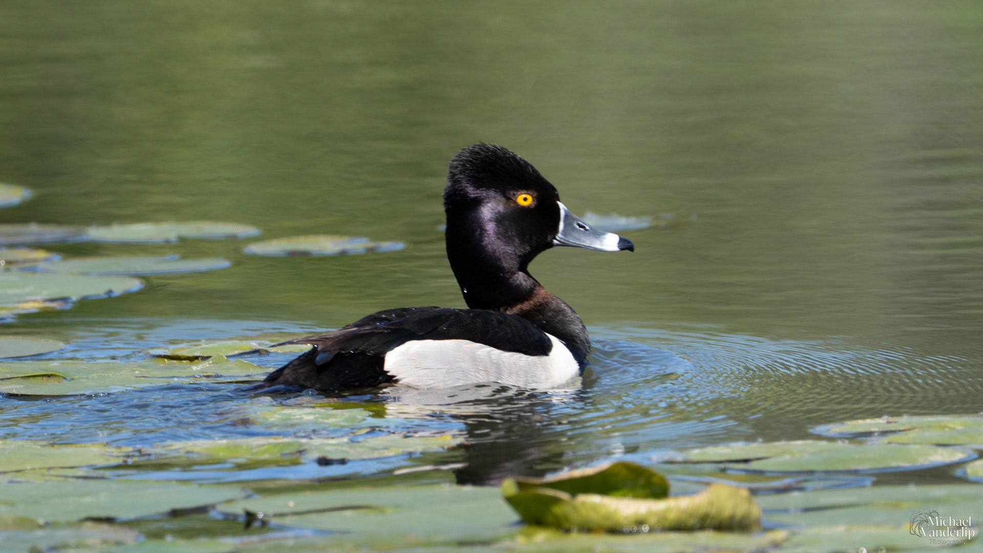 Ring Necked Duck along the Bear Creek Greenway near Talent, Oregon.