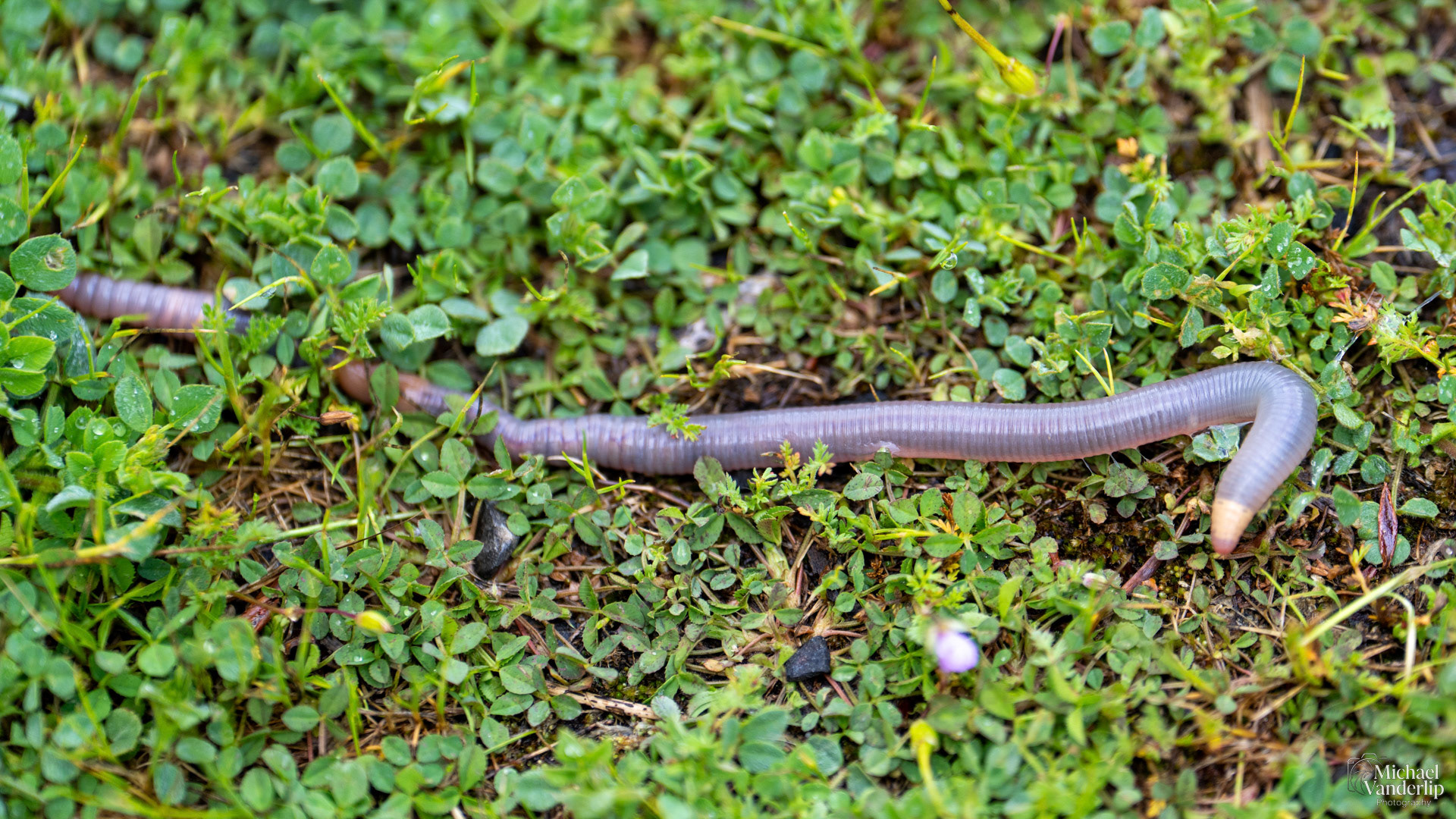 Earthworm along the Bear Creek Greenway near Talent, Oregon.