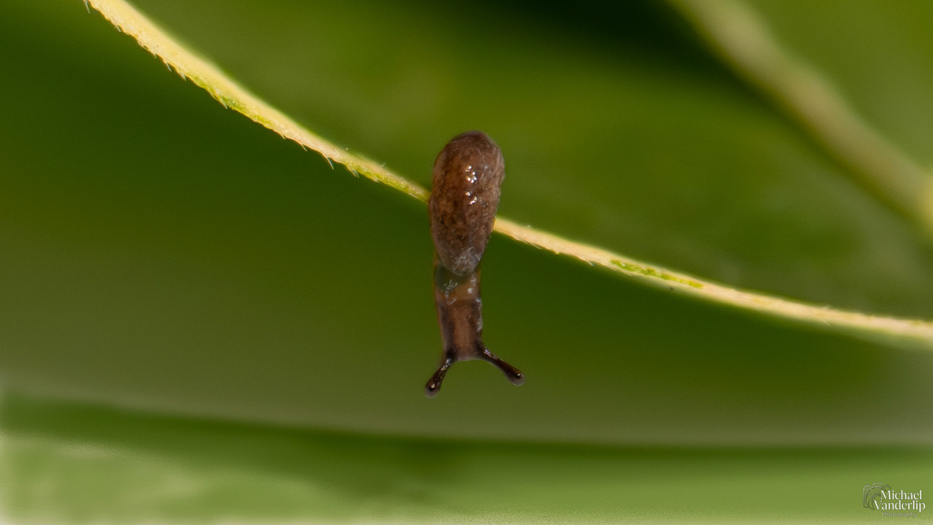 Small Slug, about 8mm long, along the Bear Creek Greenway near Talent, Oregon.