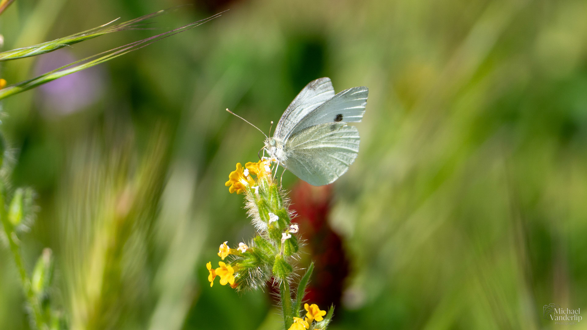 Cabbage White Butterfly along the Bear Creek Greenway near Talent, Oregon.