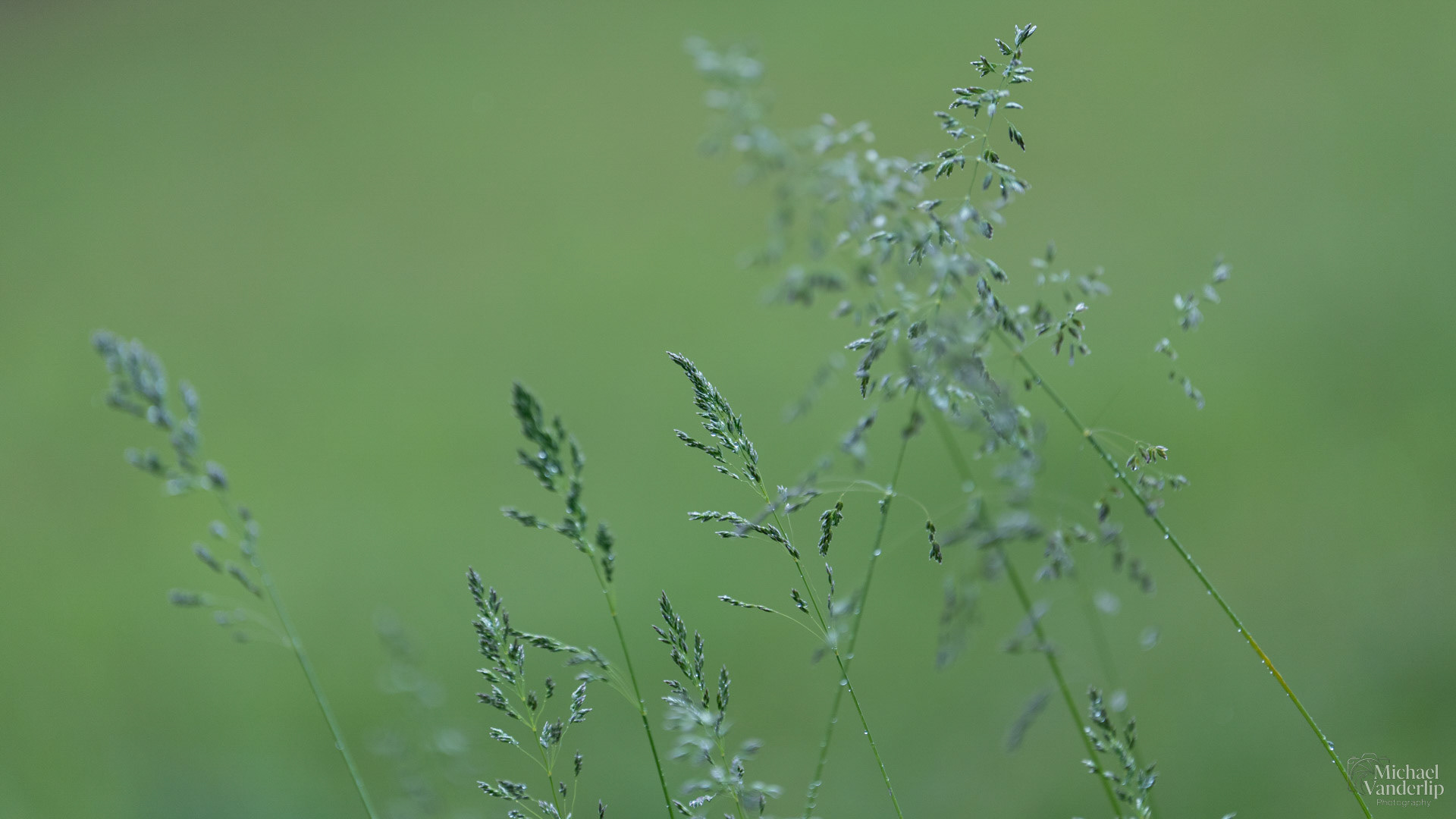 Kentucky Bluegrass along the Bear Creek Greenway near Talent, Oregon.
