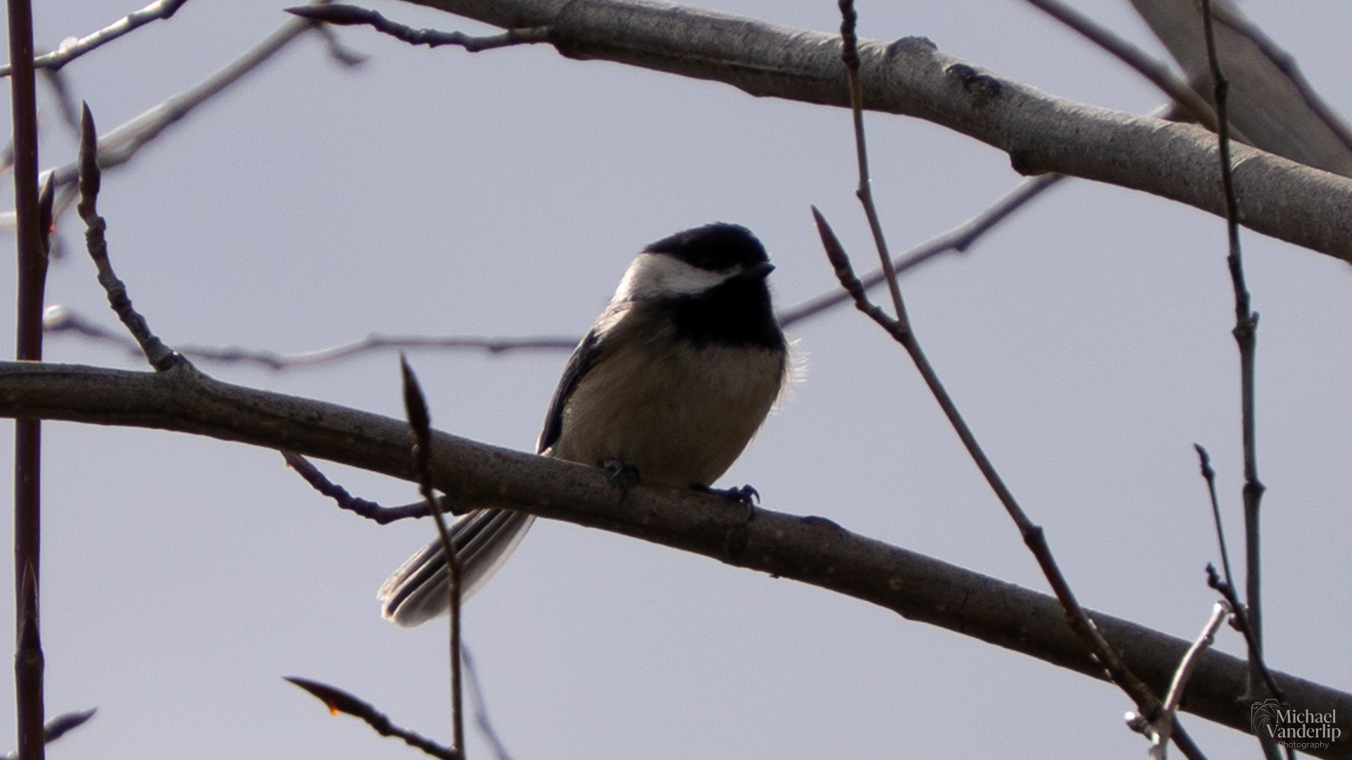 Carolina Chickadee along the Bear Creek Greenway near Talent, Oregon.