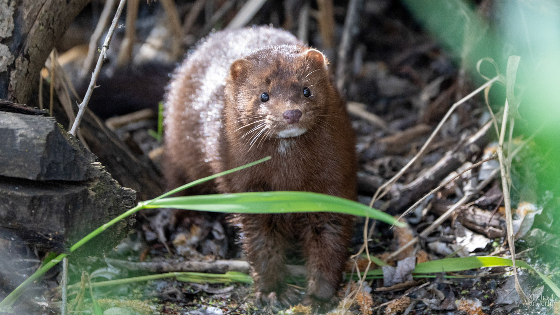 American Mink along the Bear Creek Greenway near Talent, Oregon.