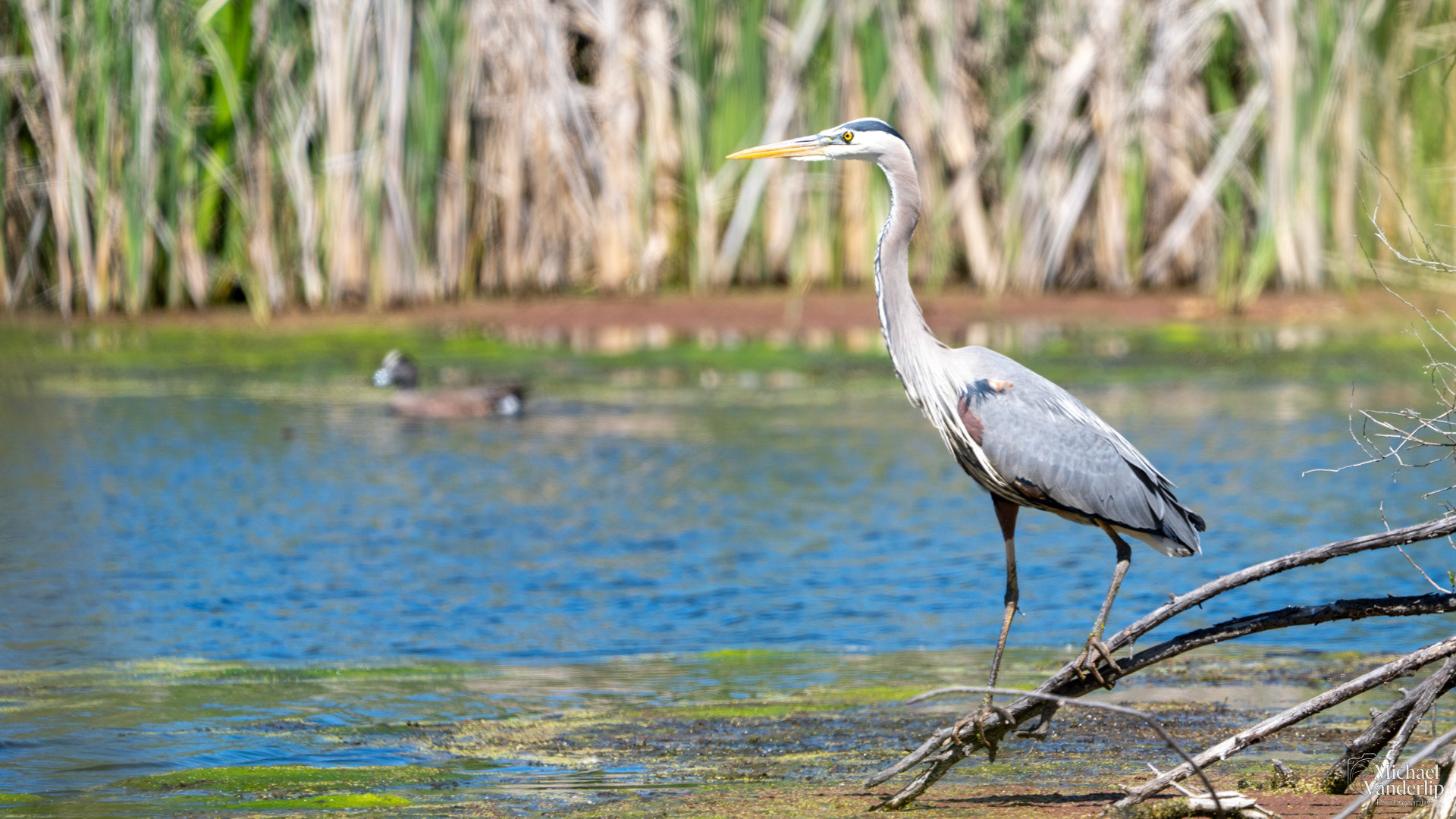 Great Blue Heron along the Bear Creek Greenway near Talent, Oregon.