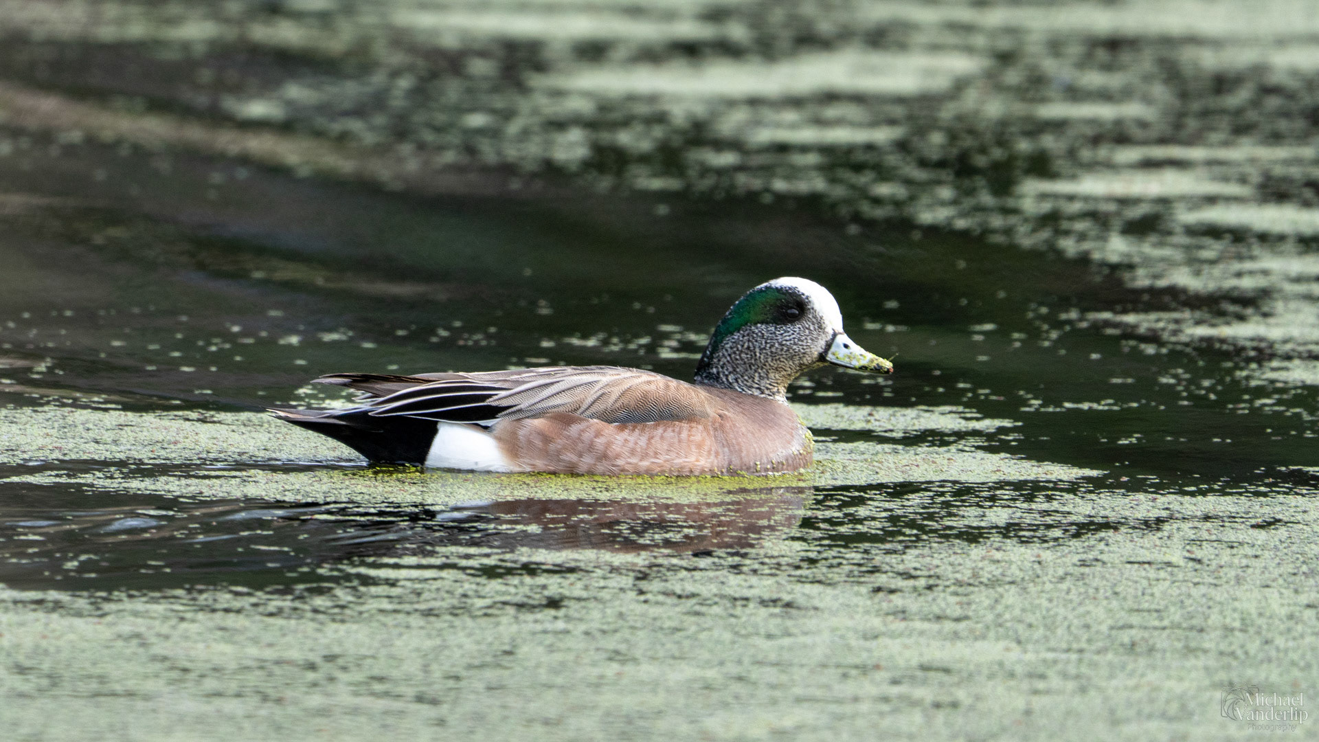 American Wigeon along the Bear Creek Greenway near Talent, Oregon.
