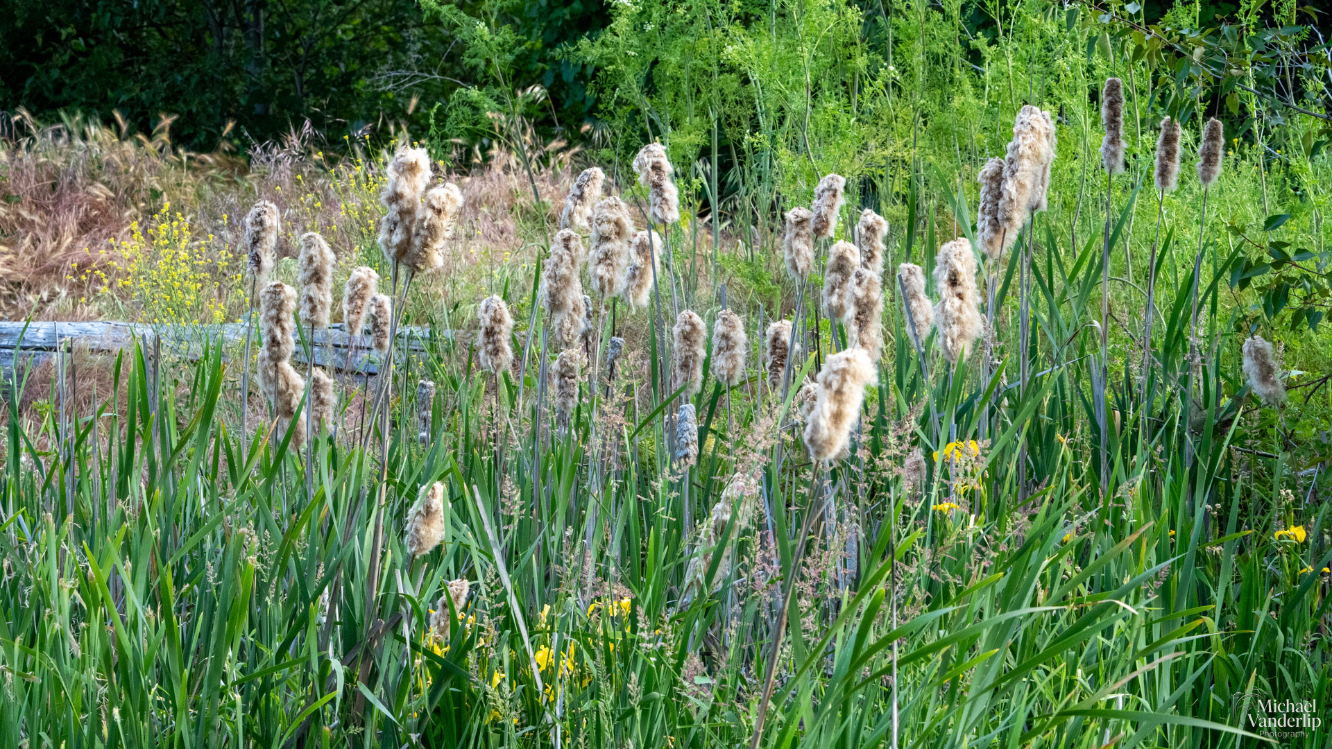 Cattail along the Bear Creek Greenway near Talent, Oregon.