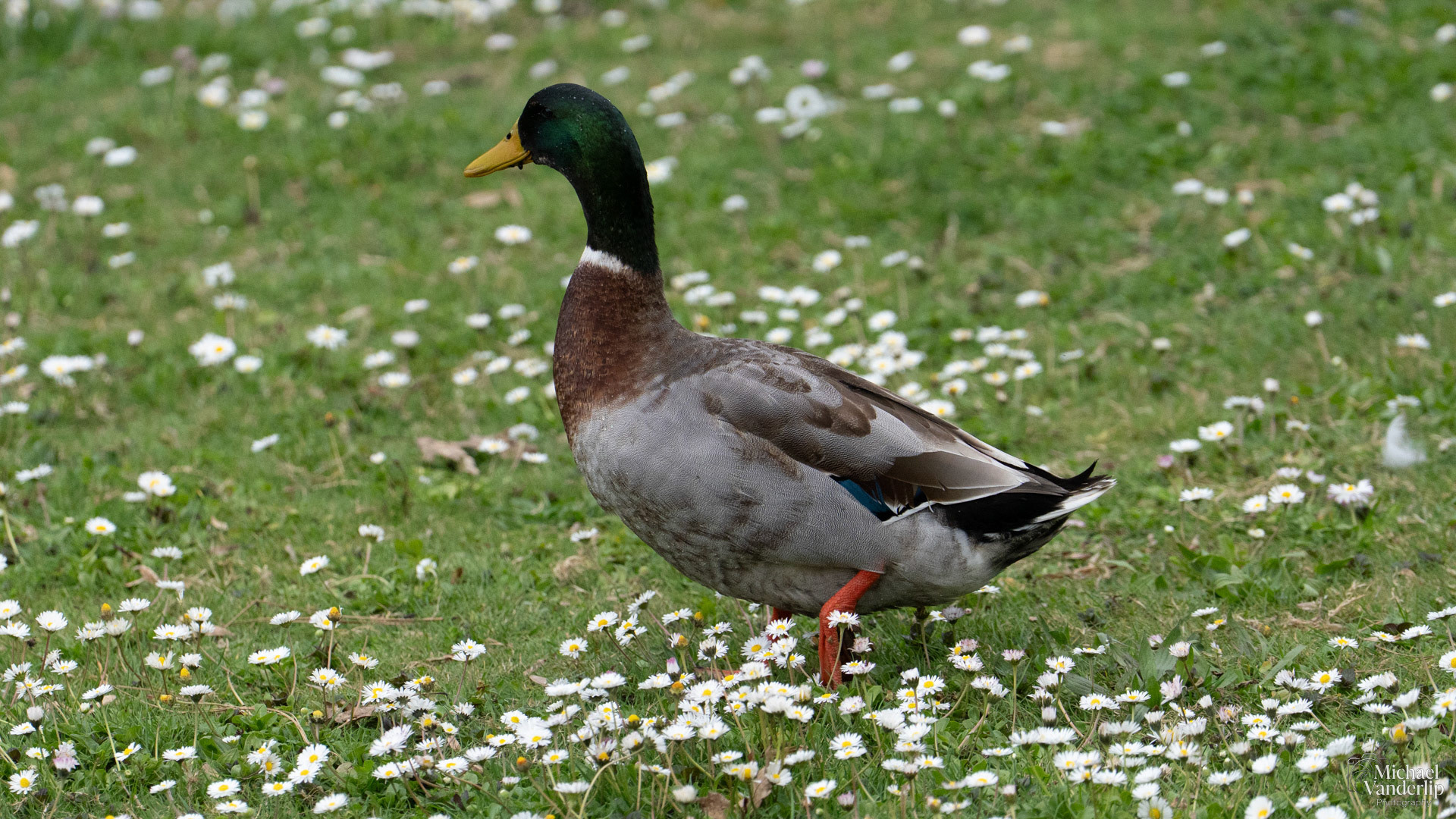 Mallard in Riverside Park, Grants Pass, Oregon.