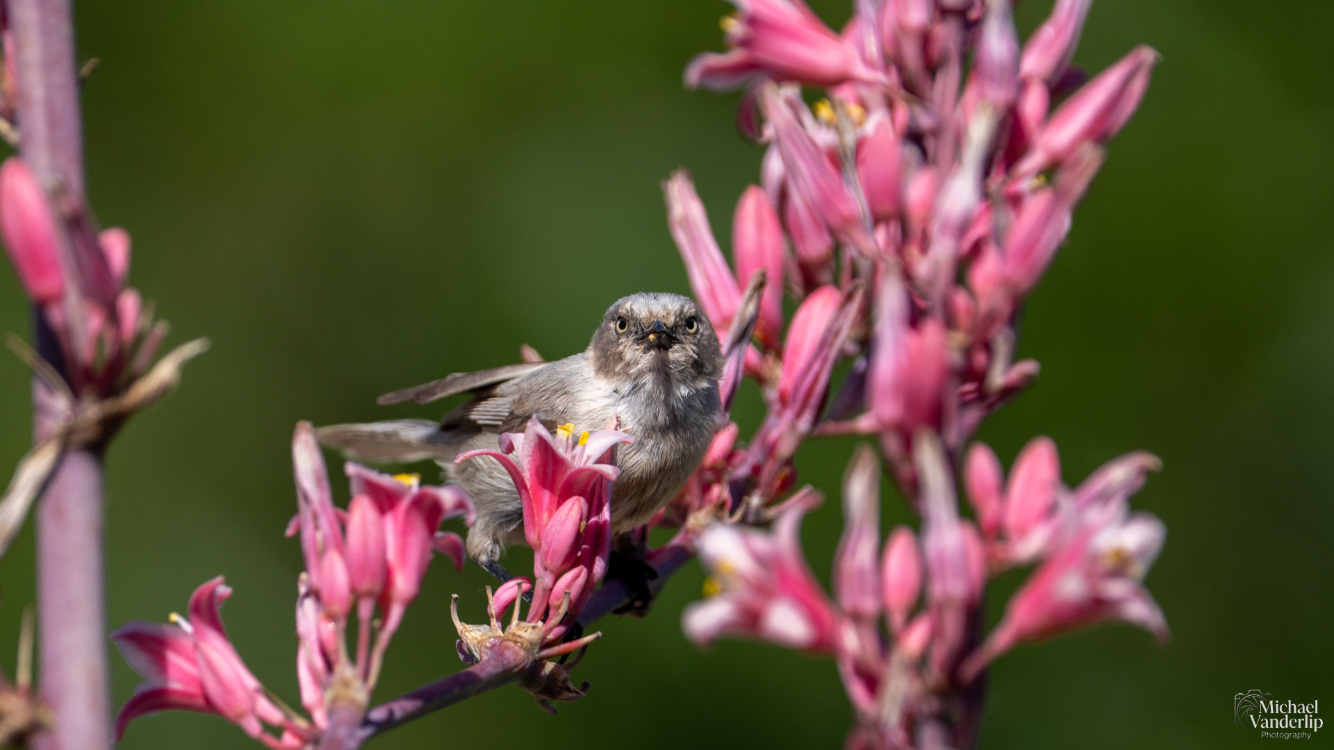 Wrentit in Albuquerque, New Mexico.