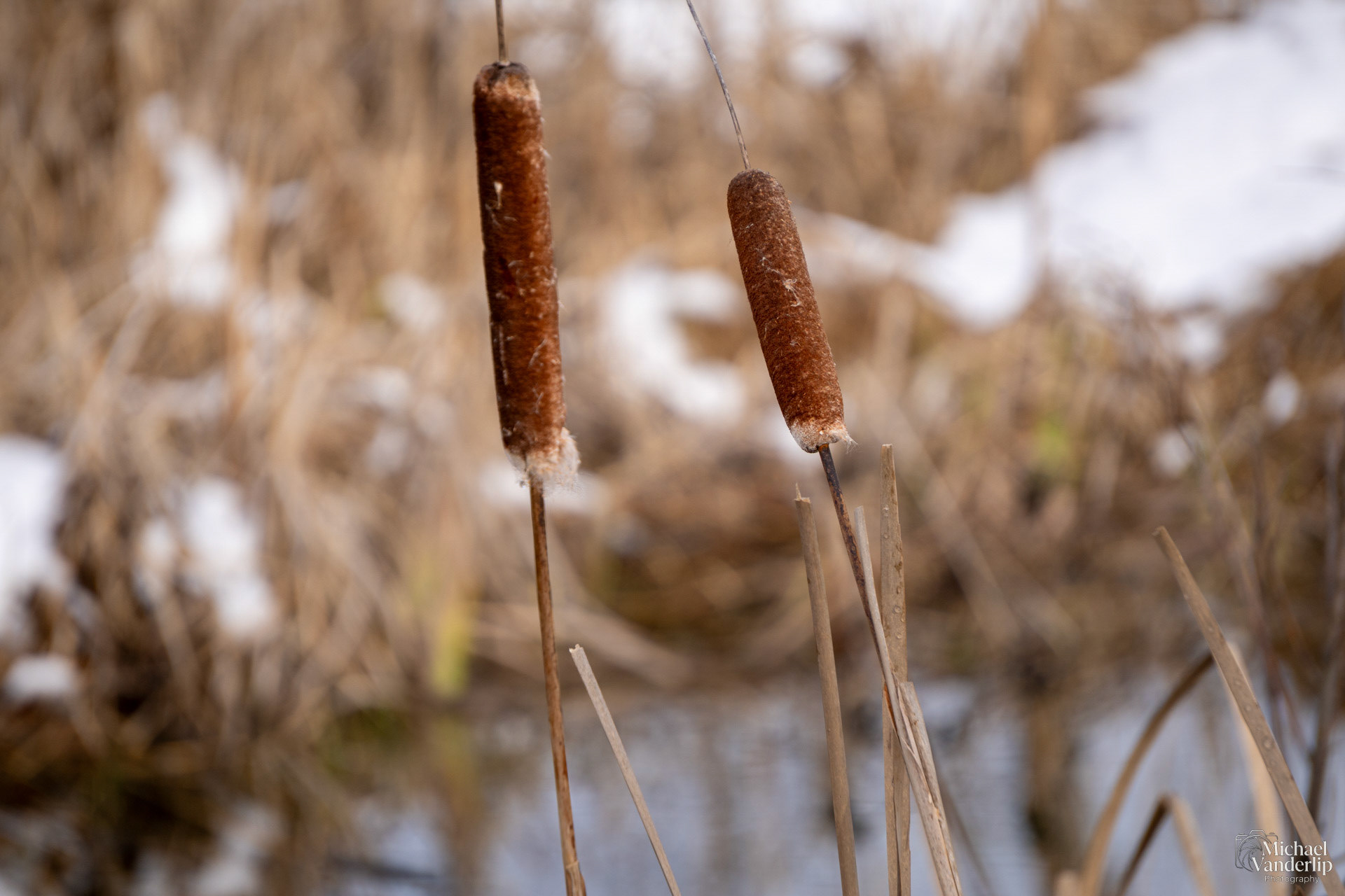 Cattail along the Bear Creek Greenway near Talent, Oregon.