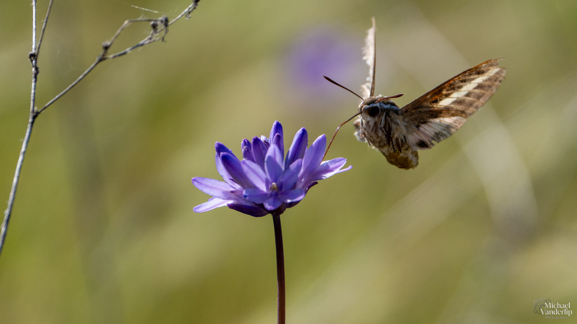 White-Lined Sphinx Moth on Lower Table Rock, Central Point, Oregon.