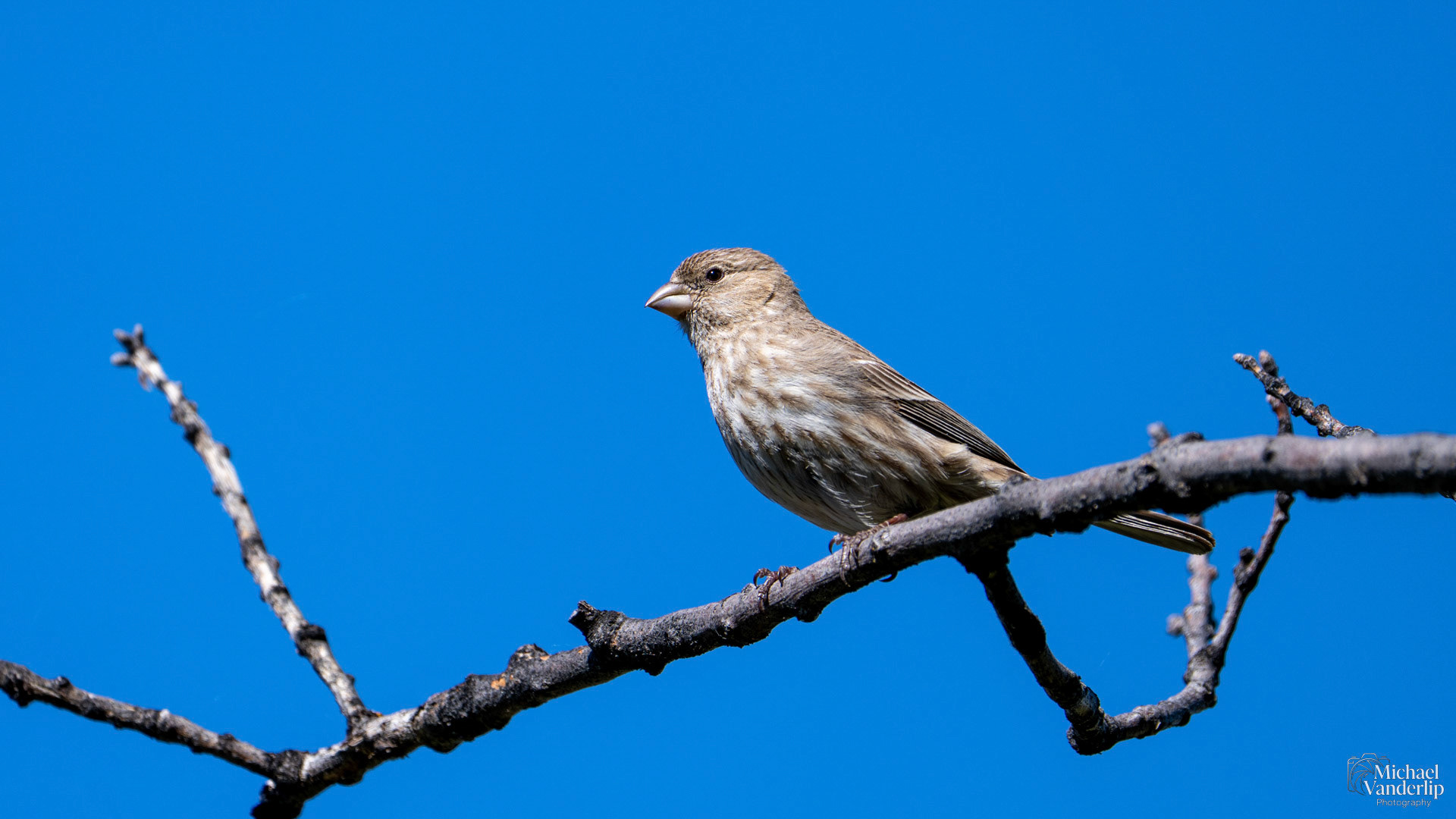 House Finch along the Roxy Ann Trail, Medford, Oregon.