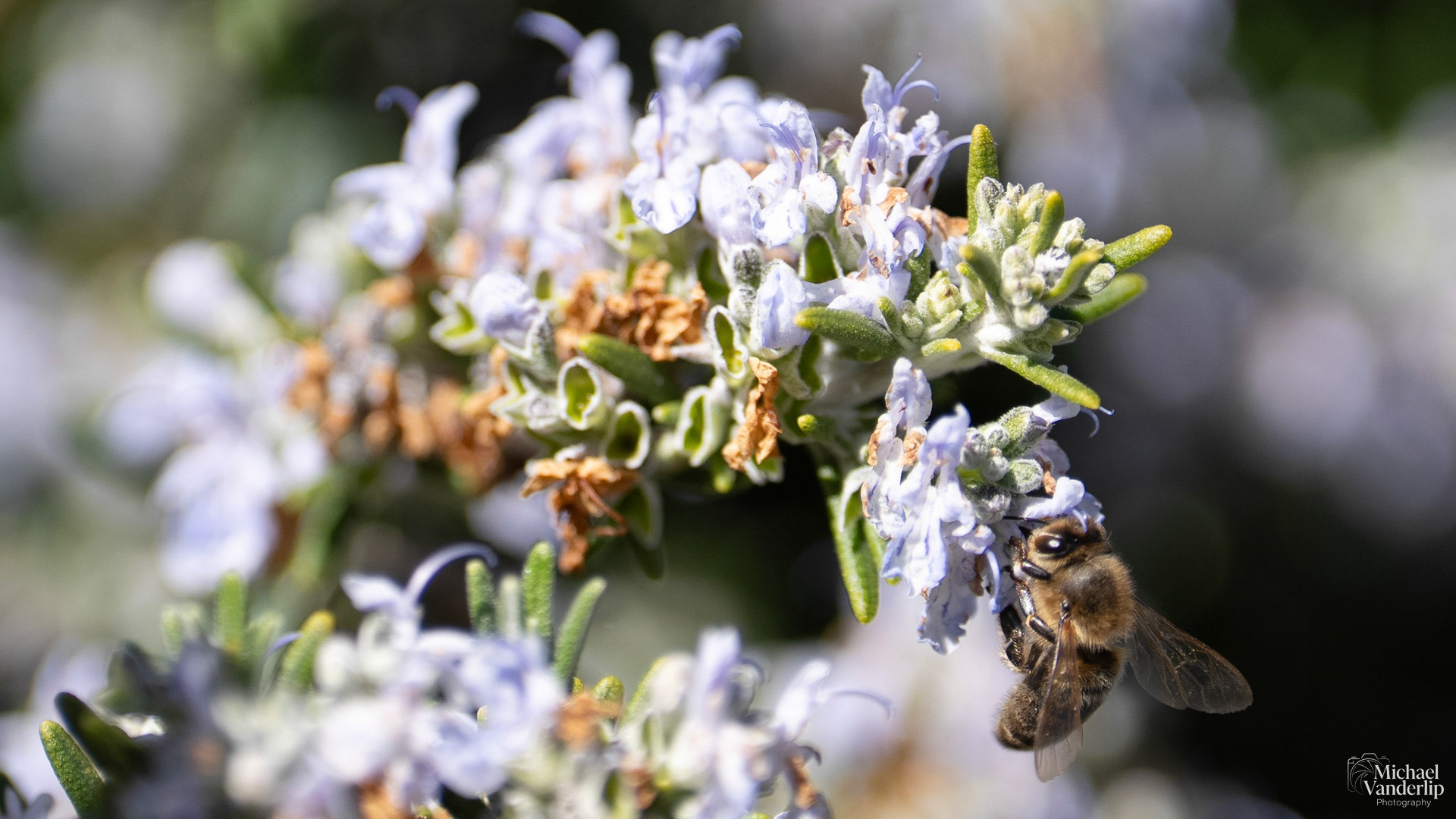 Honey Bee on a Rosemary plant in Talent, Oregon.