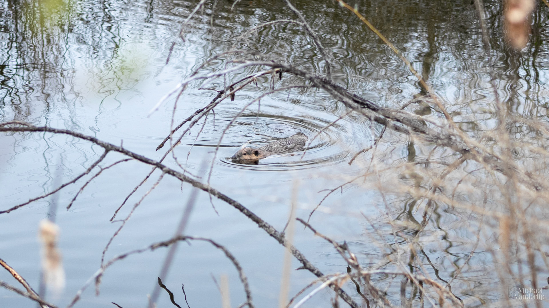 Beaver in a pond along the Bear Creek Greenway near Talent, Oregon.