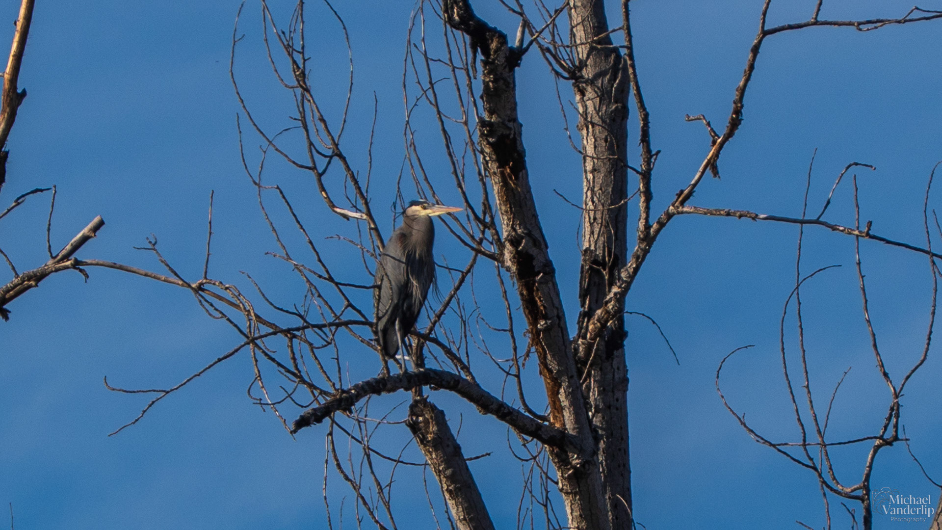 A Great Blue Heron in a tree along the Talent Greenway.