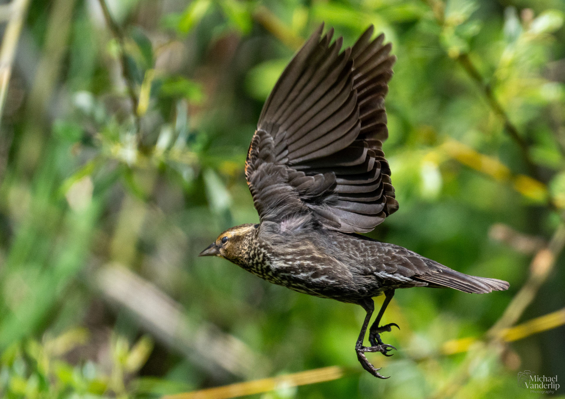Red Winged Black Bird along the Bear Creek Greenway near Talent, Oregon.