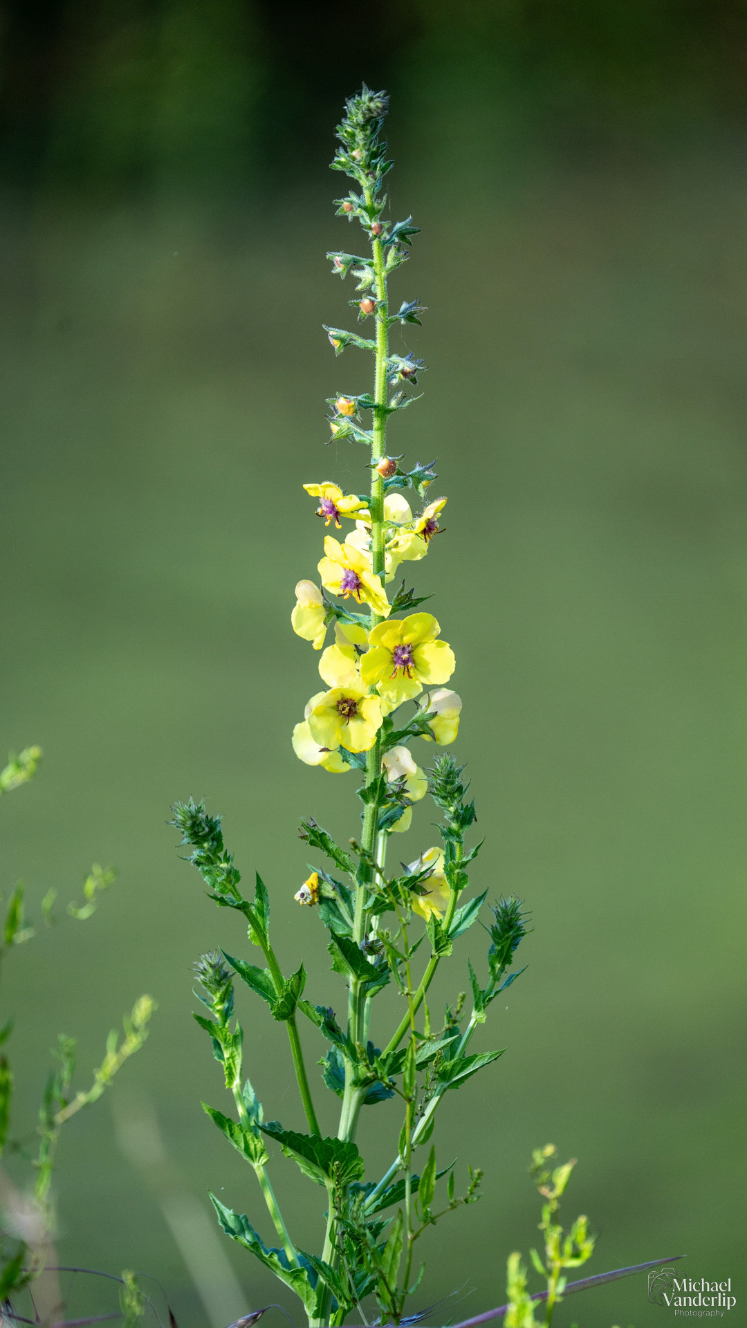 Moth Mullein along the Bear Creek Greenway near Talent, Oregon.