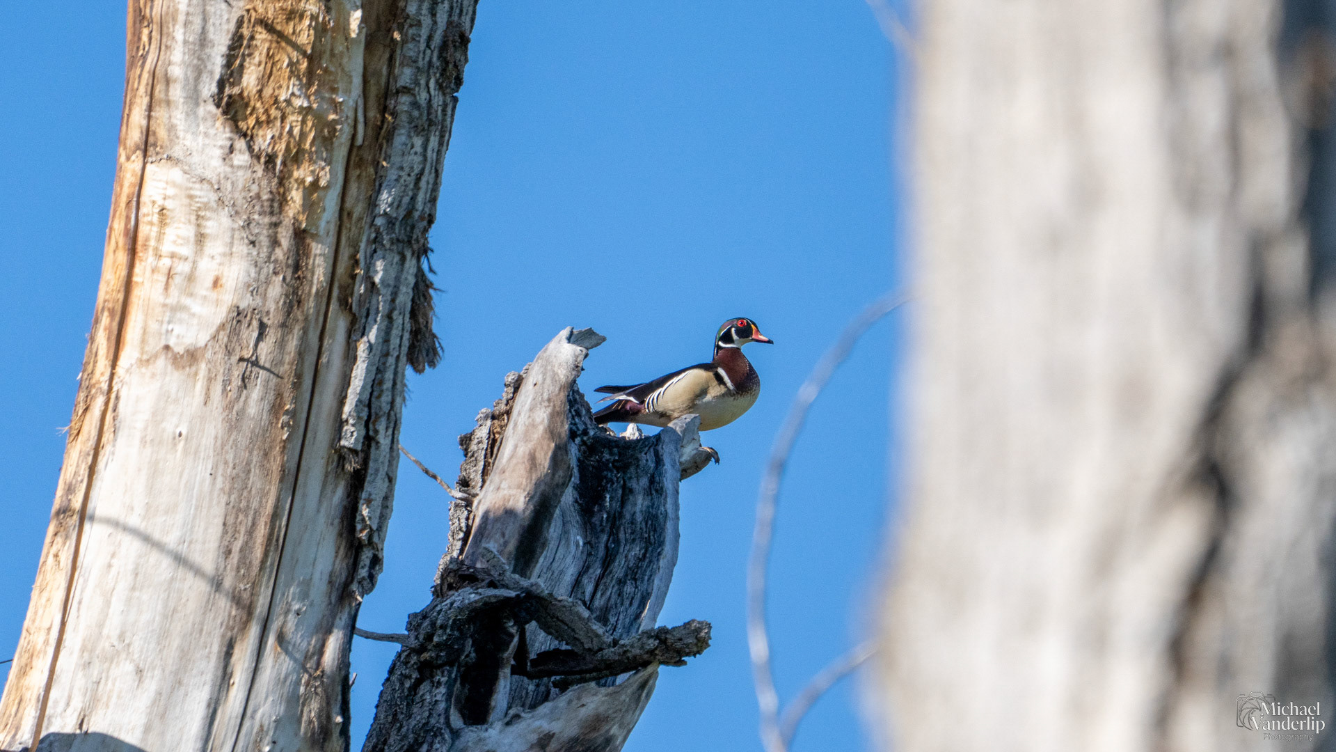 Wood Duck perched in tree along the Bear Creek Greenway near Talent, Oregon.