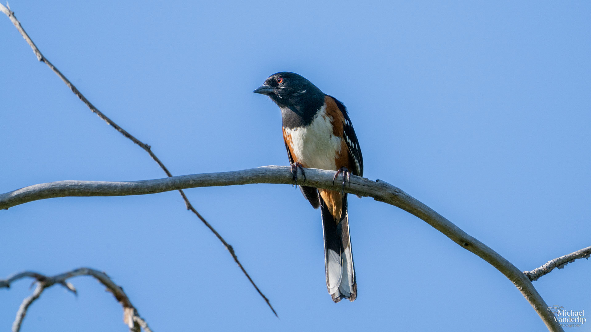 Spotted Towhee along the Bear Creek Greenway near Talent, Oregon.