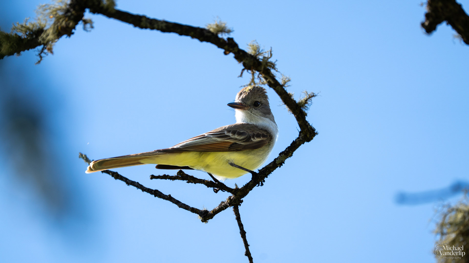 Ash Throated Flycatcher on Lower Table Rock, Central Point, Oregon.