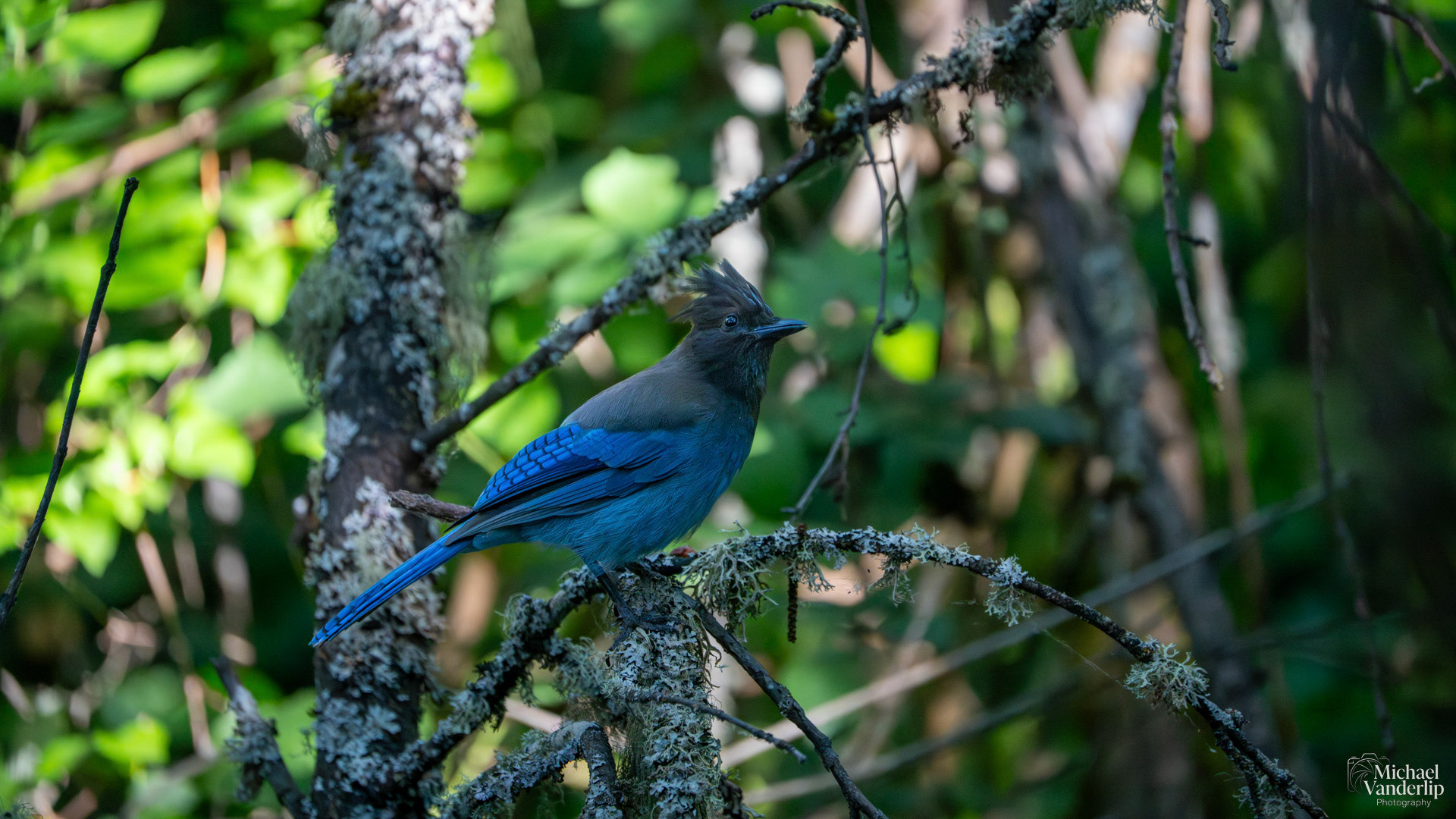 Steller's Jay in Lithia Park, Ashland, Oregon.