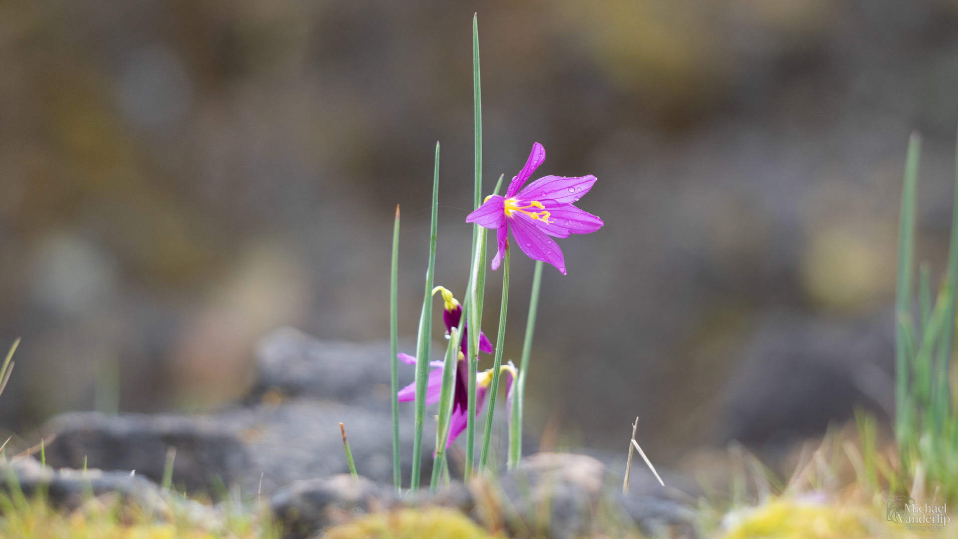 Henderson's Fawn Lily on Lower Table Rock, Central Point, Oregon.
