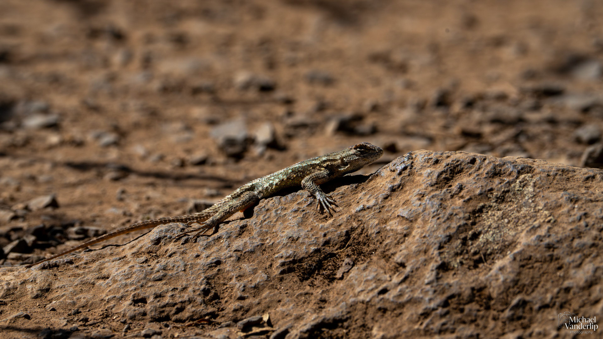 Western Fence Lizard on Lower Table Rock, Central Point, Oregon.