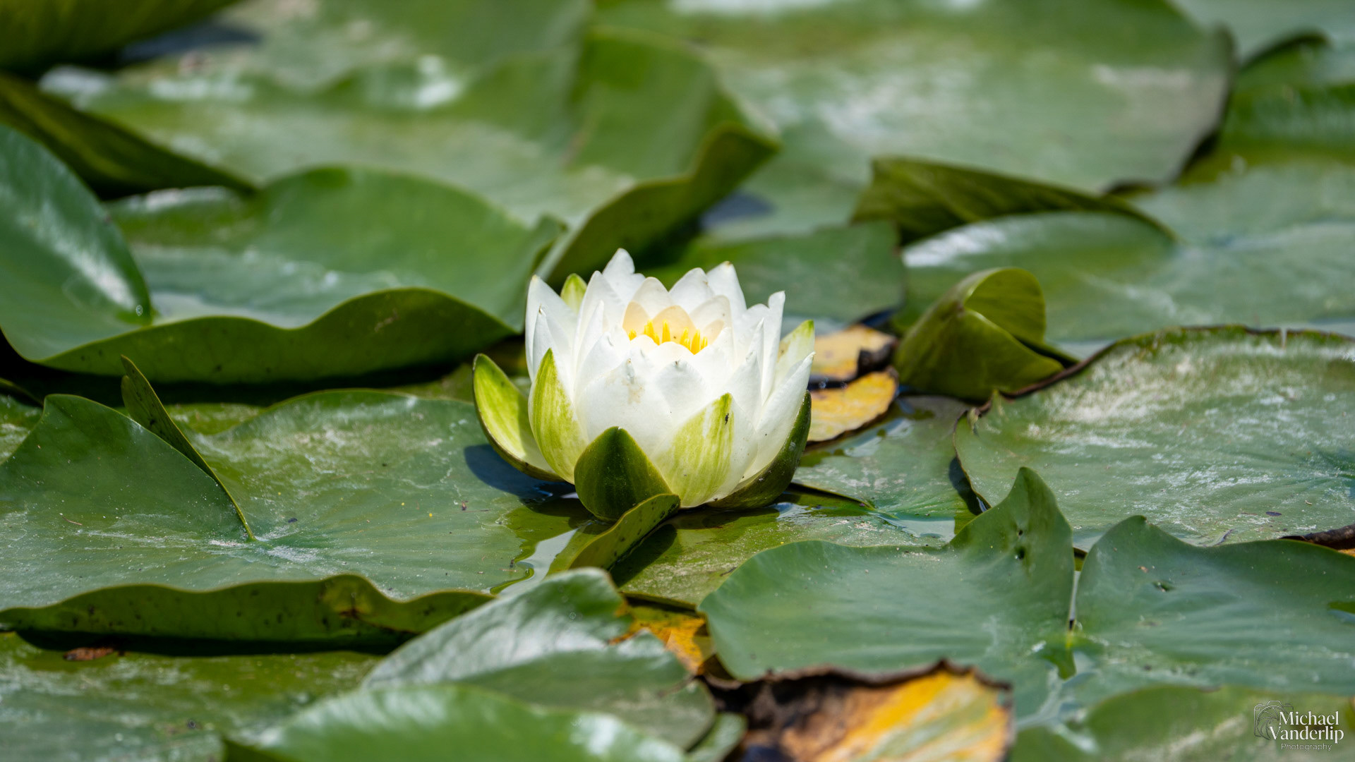 White Water Lily along the Bear Creek Greenway near Talent, Oregon.